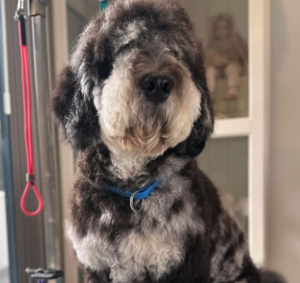 Ella’s Pet Studio