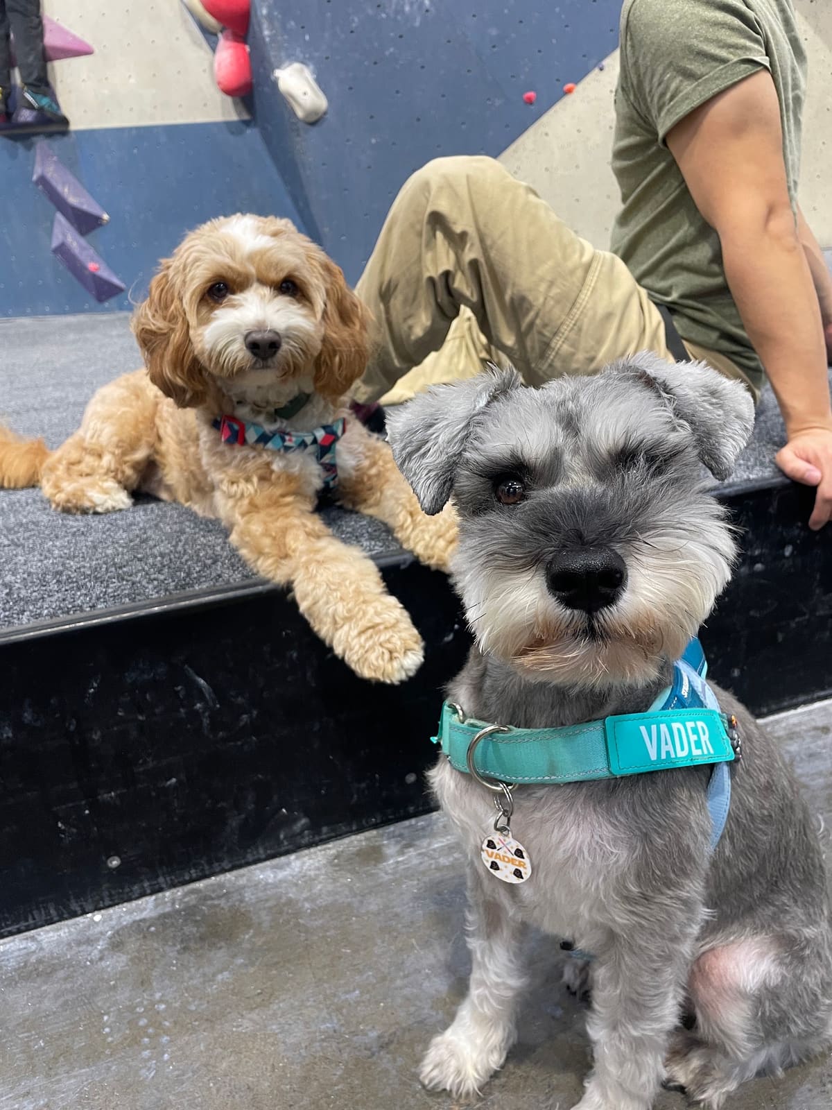 Ella’s Pet Studio