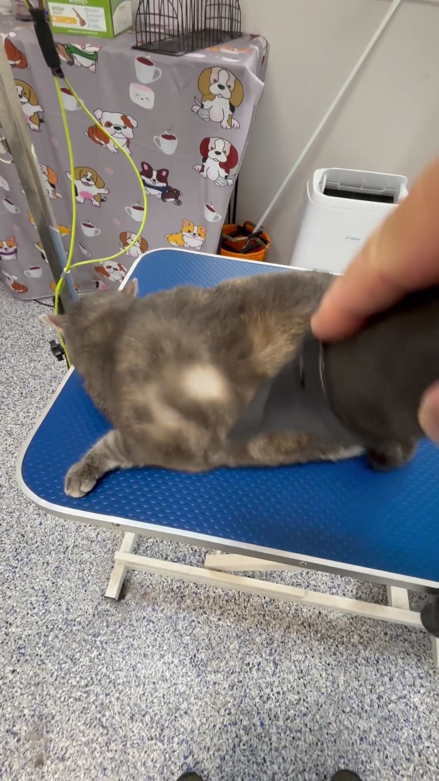 Fur Studio Grooming