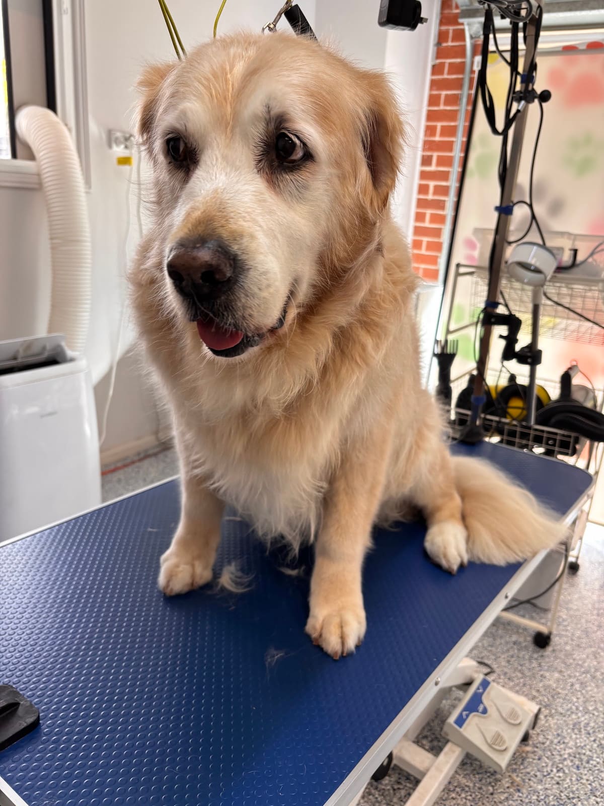 Fur Studio Grooming