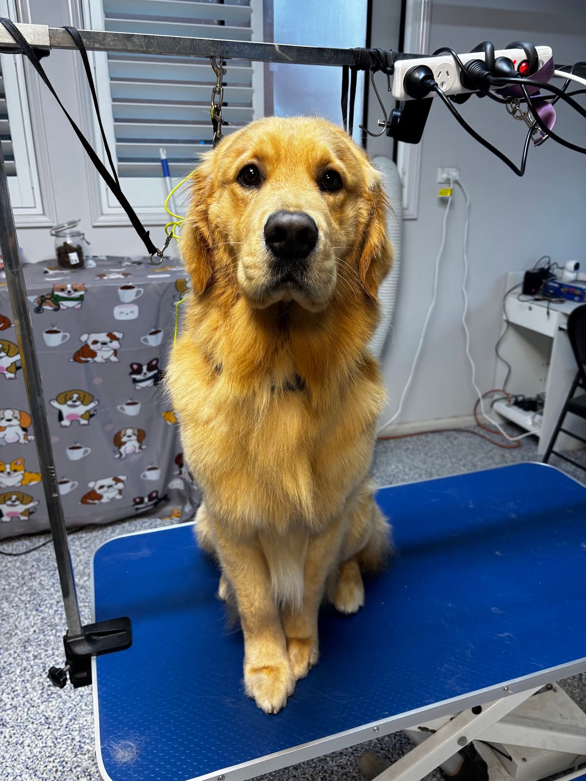 Fur Studio Grooming