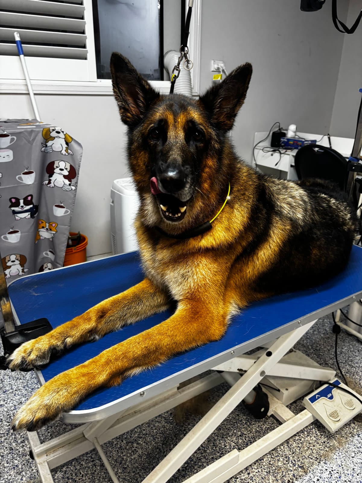 Fur Studio Grooming — Pet Groomers