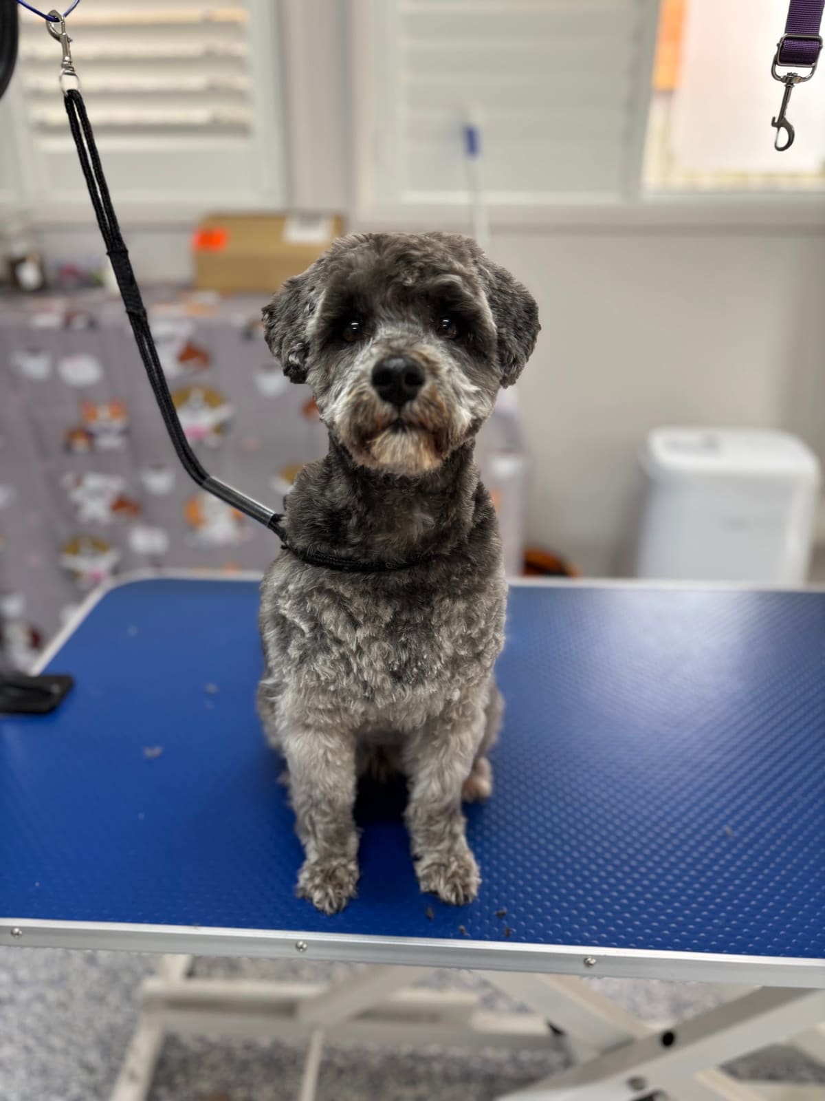 Fur Studio Grooming