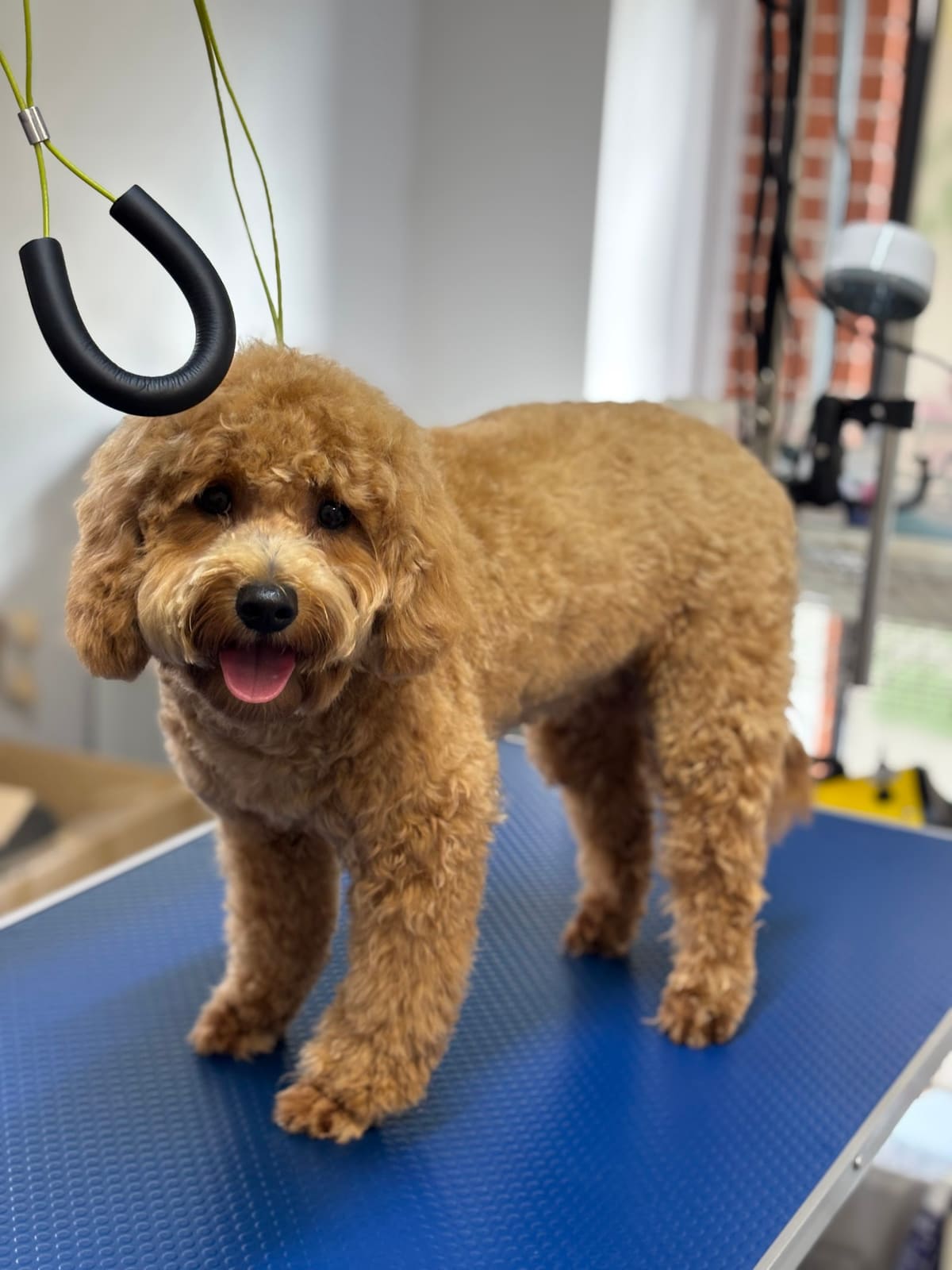 Fur Studio Grooming