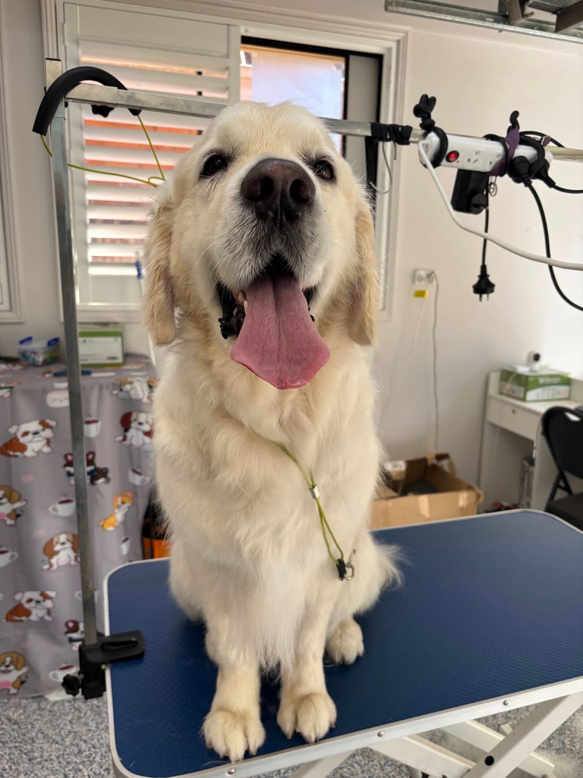 Fur Studio Grooming