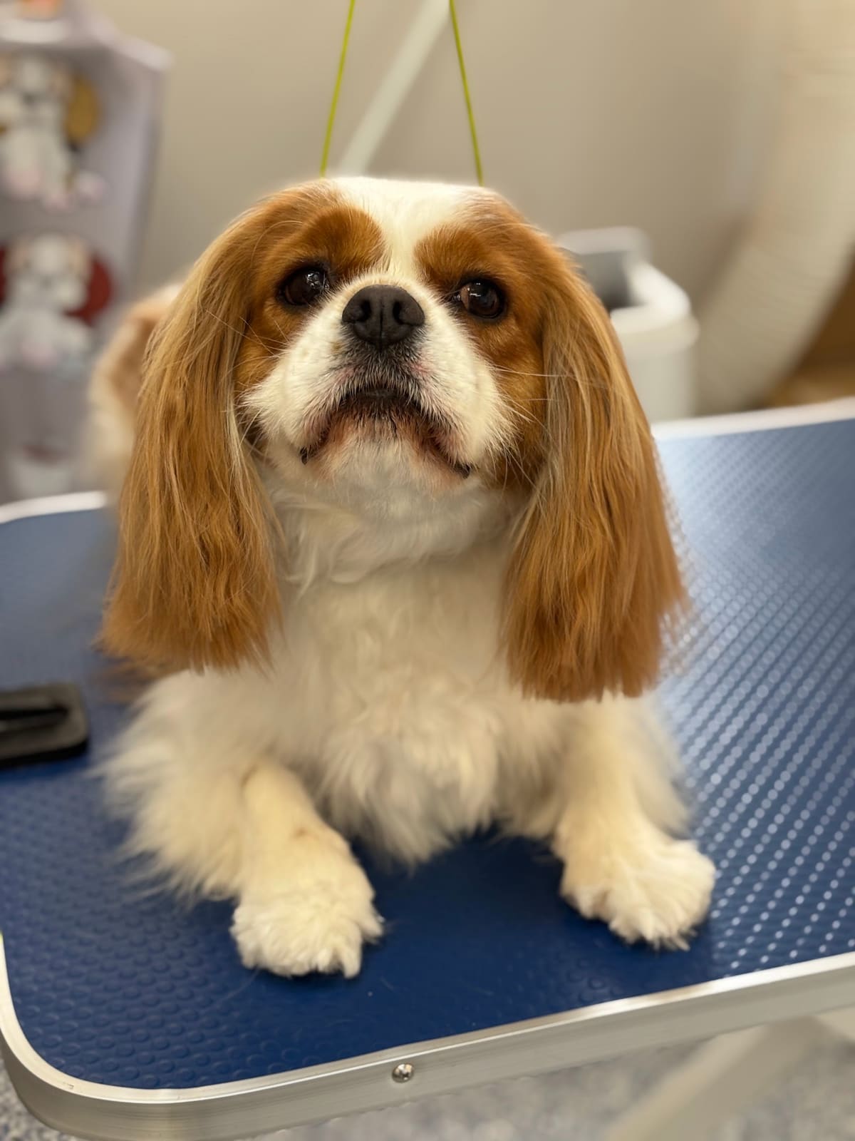 Fur Studio Grooming