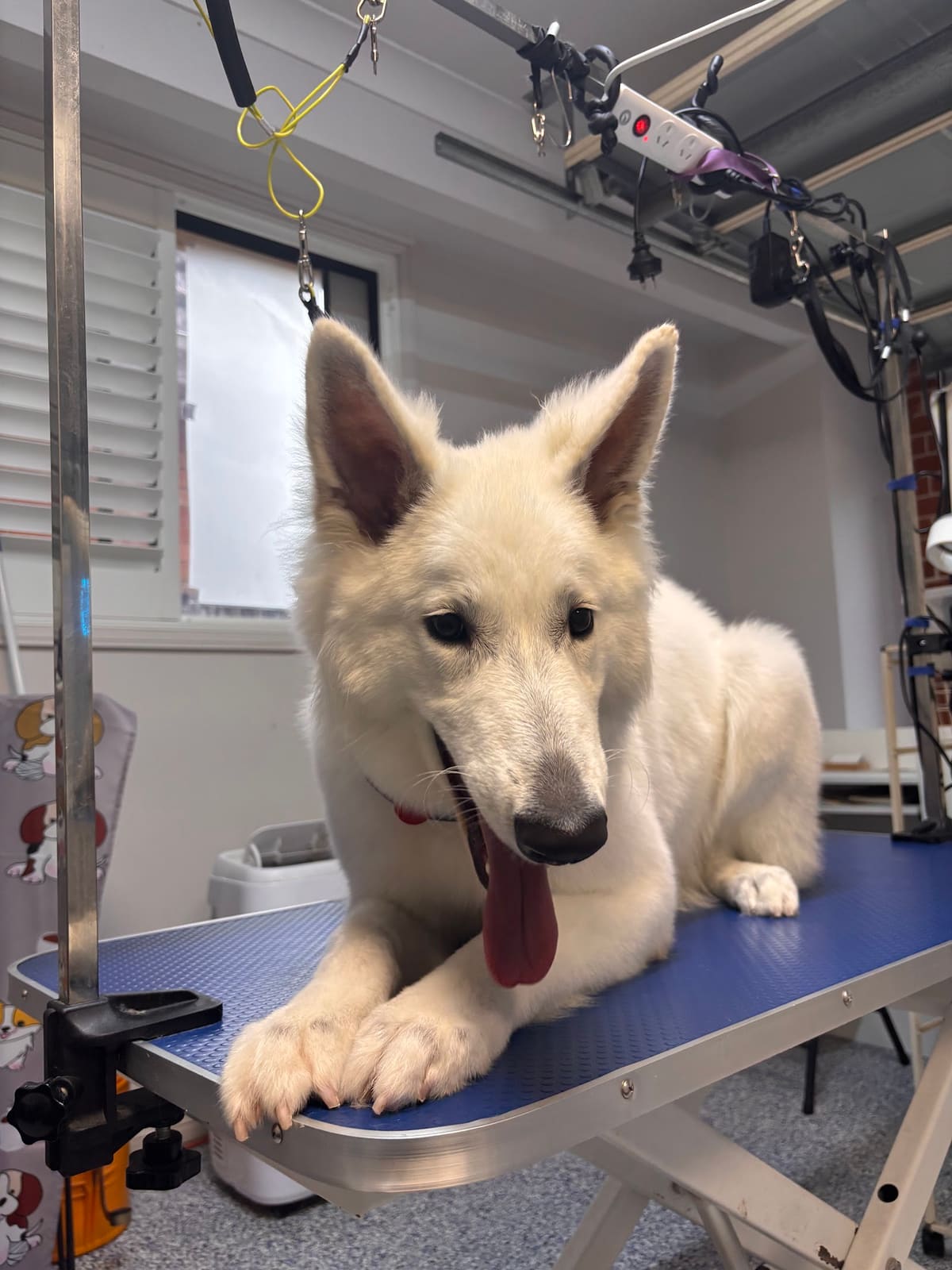 Fur Studio Grooming