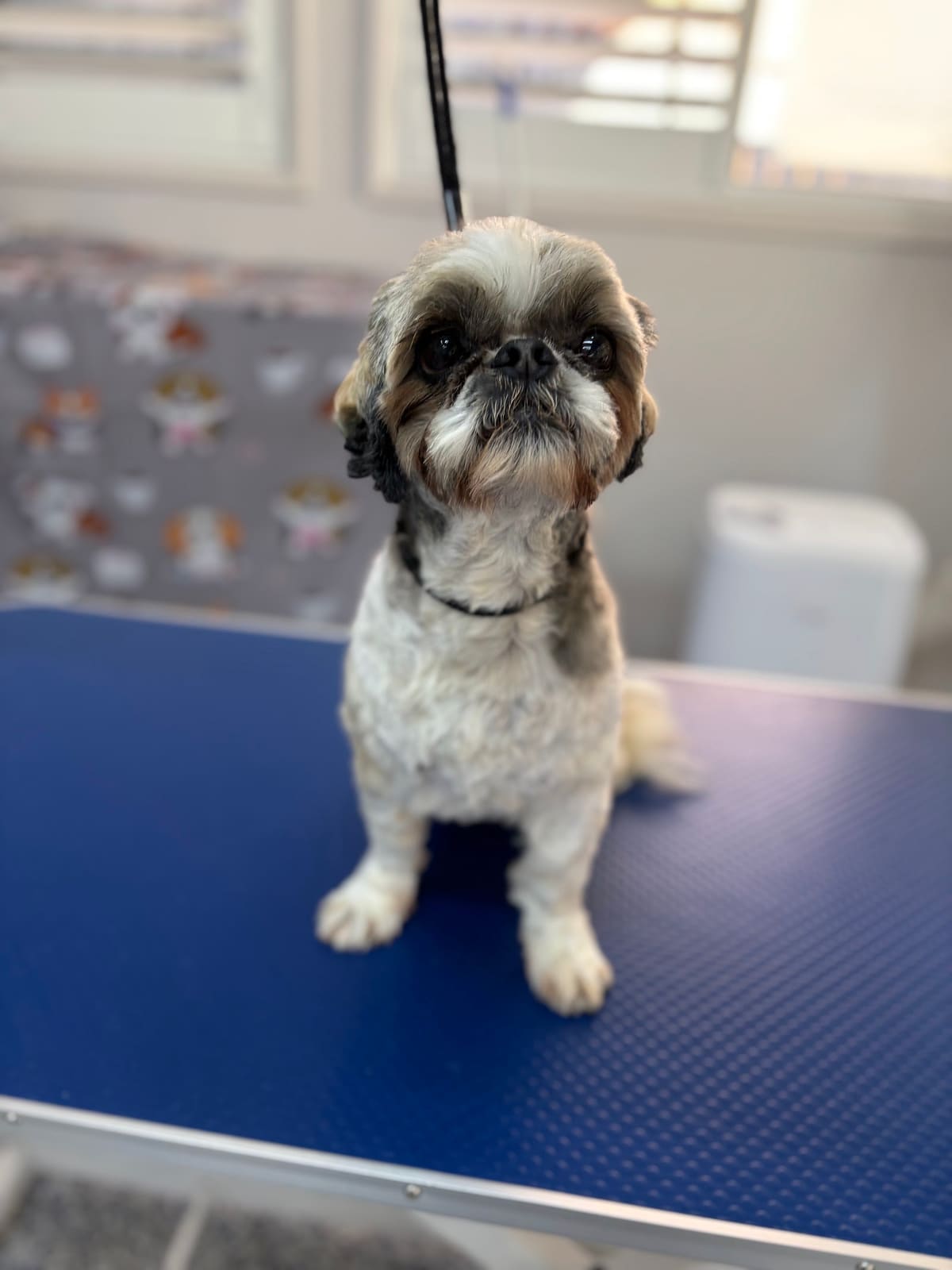 Fur Studio Grooming