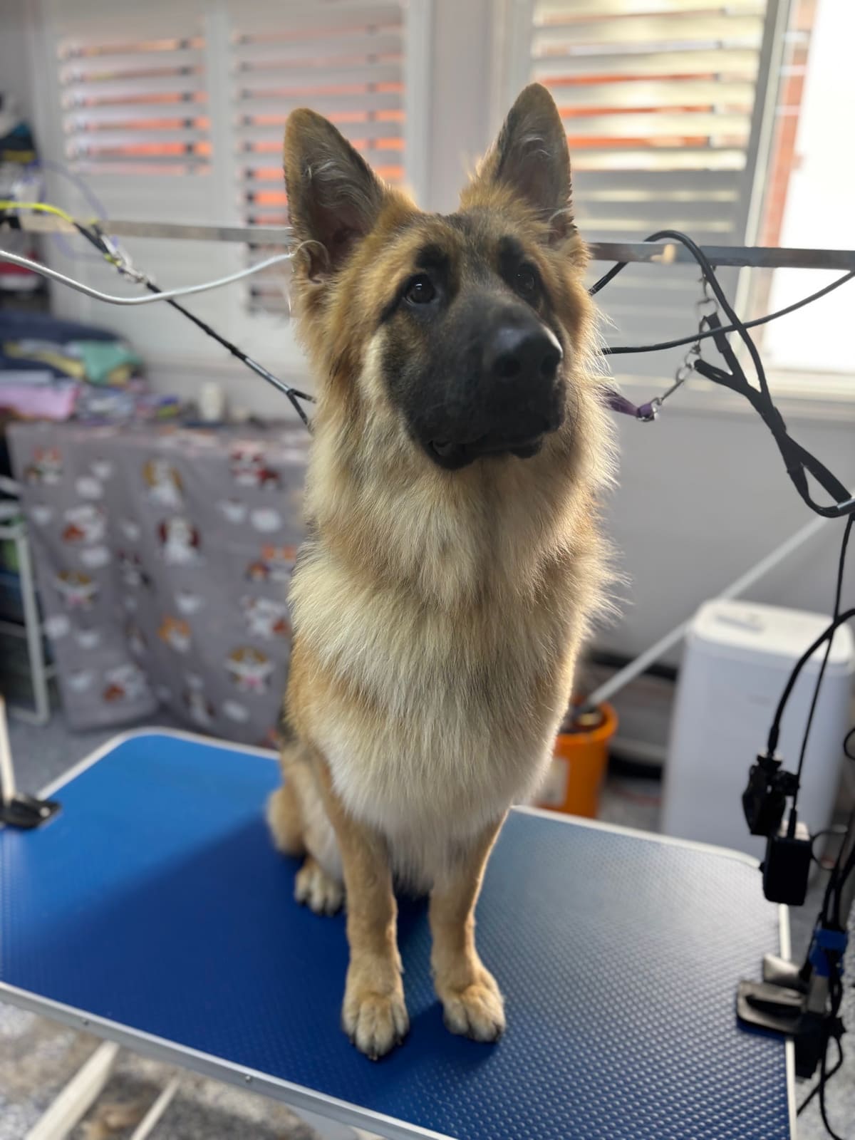 Fur Studio Grooming