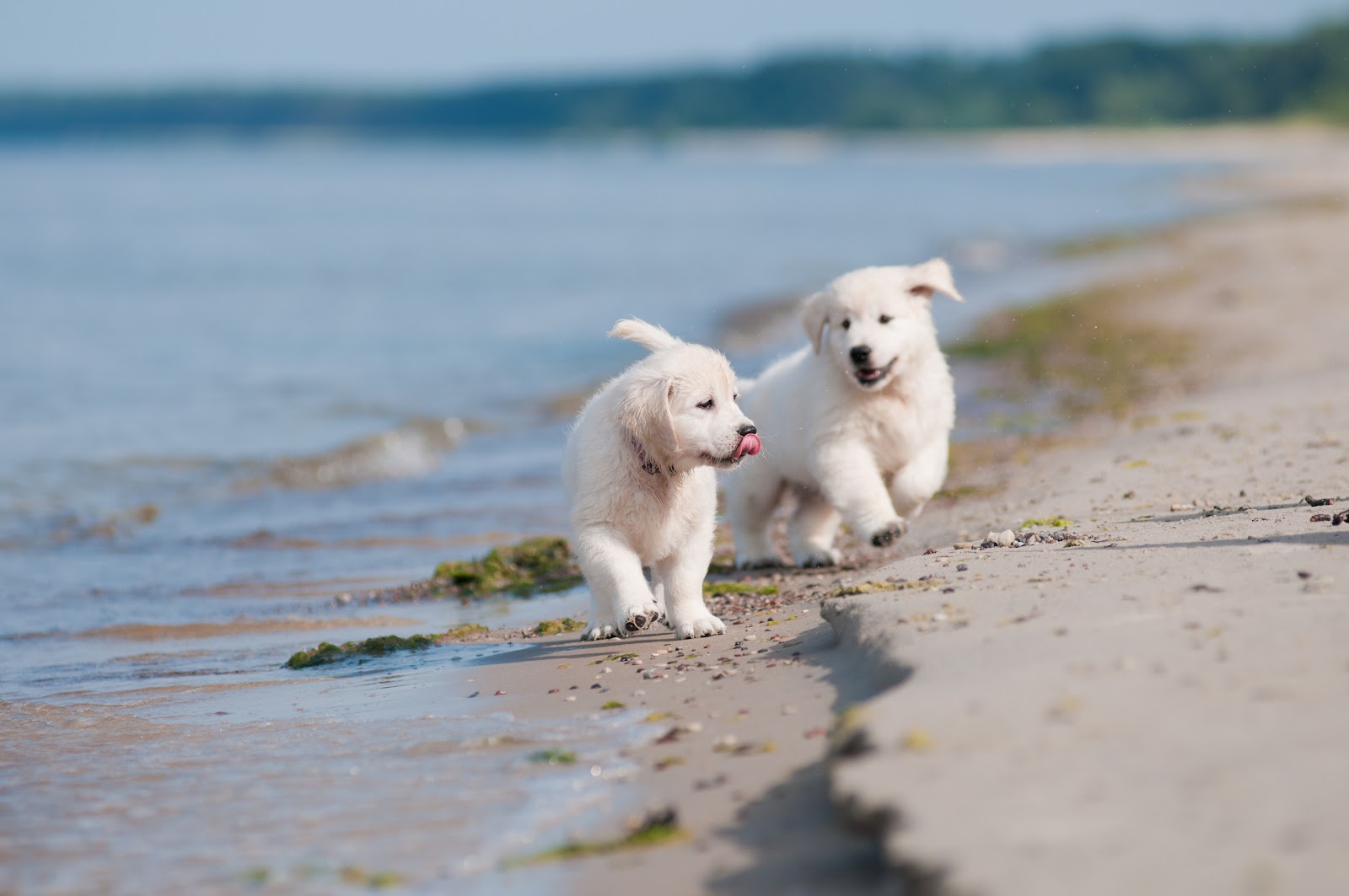 Dogly Byron Bay — Pet Groomers