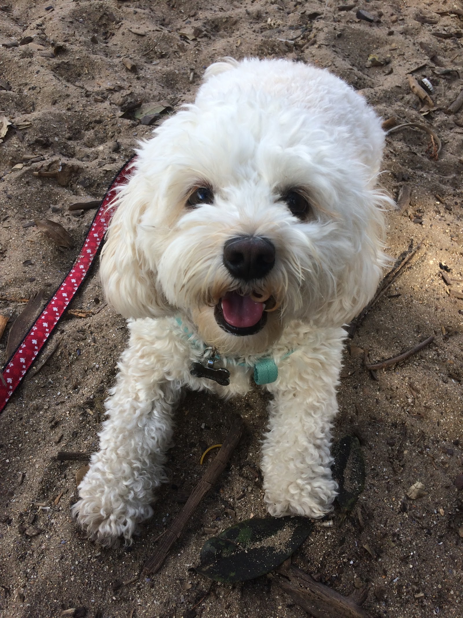 Dogly Byron Bay