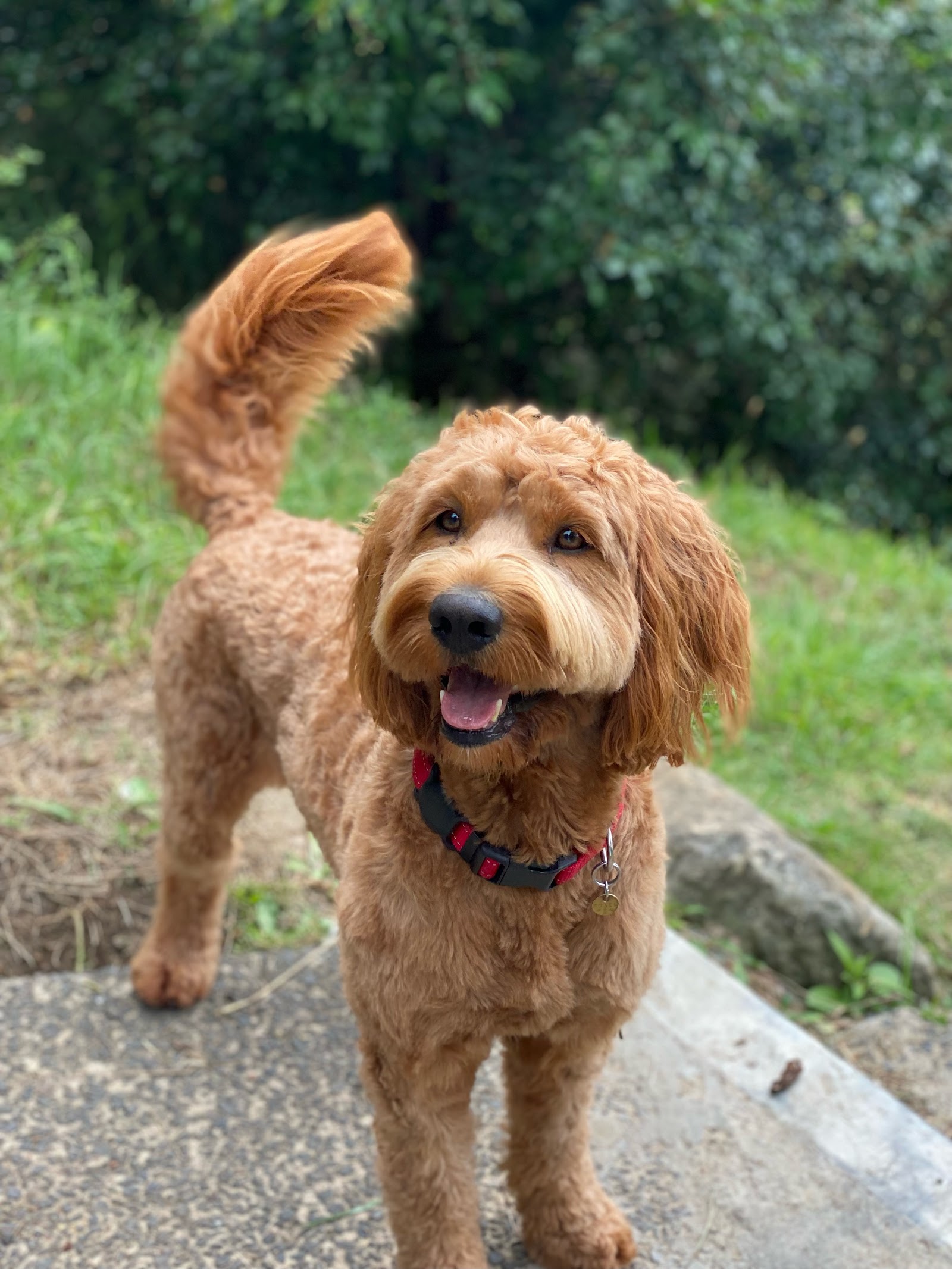 Dogly Byron Bay