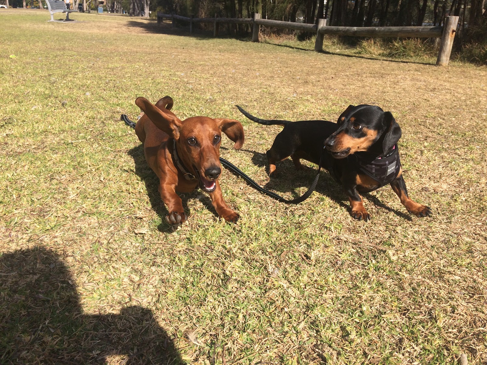 Dogly Byron Bay