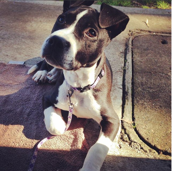 Dogly Byron Bay