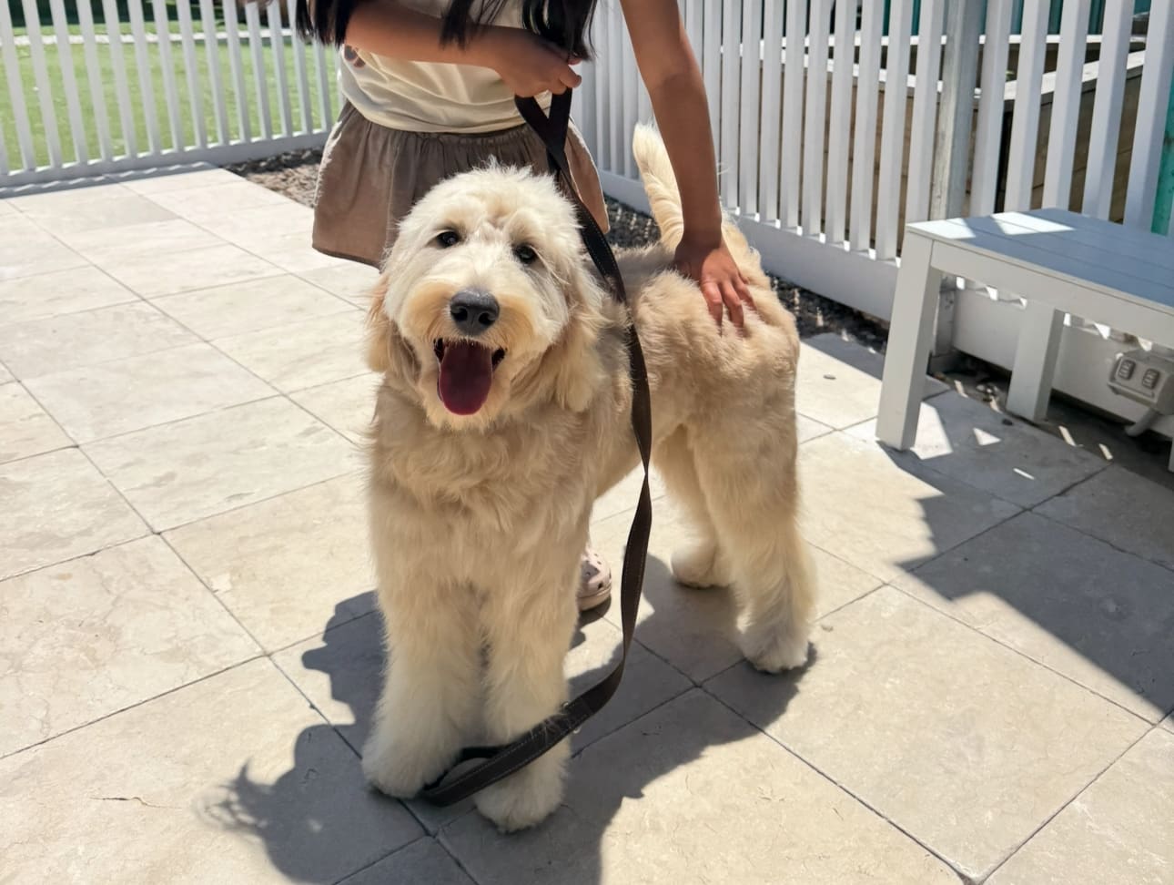 Paw Stars Bondi Beach
