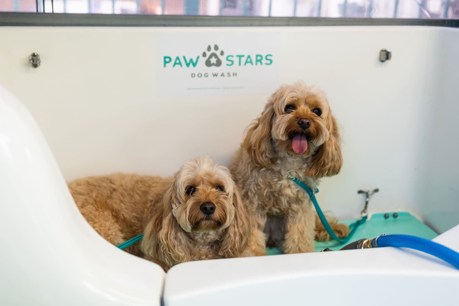 Paw Stars Bondi Beach