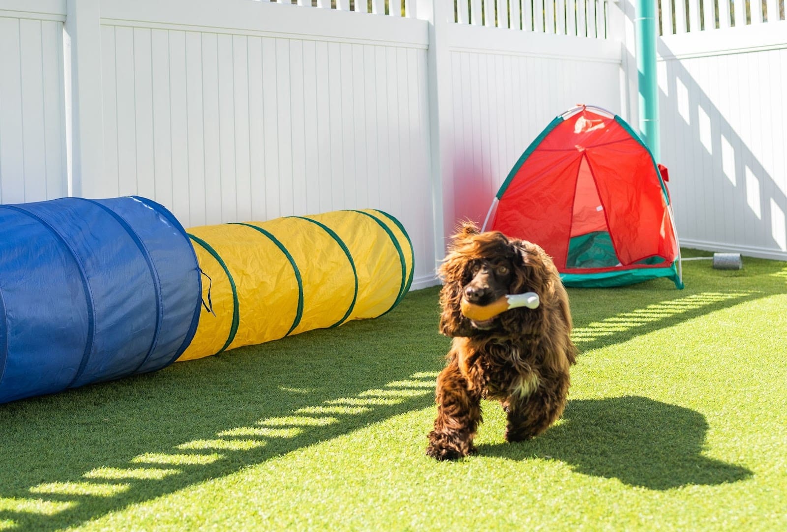Paw Stars Bondi Beach