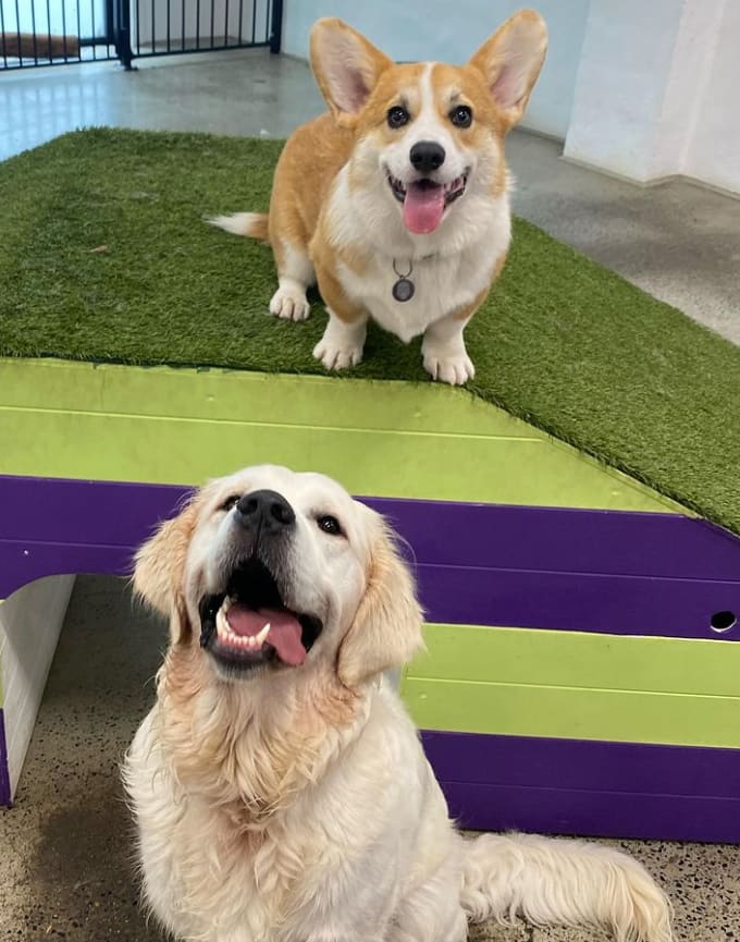 Bloomingtails