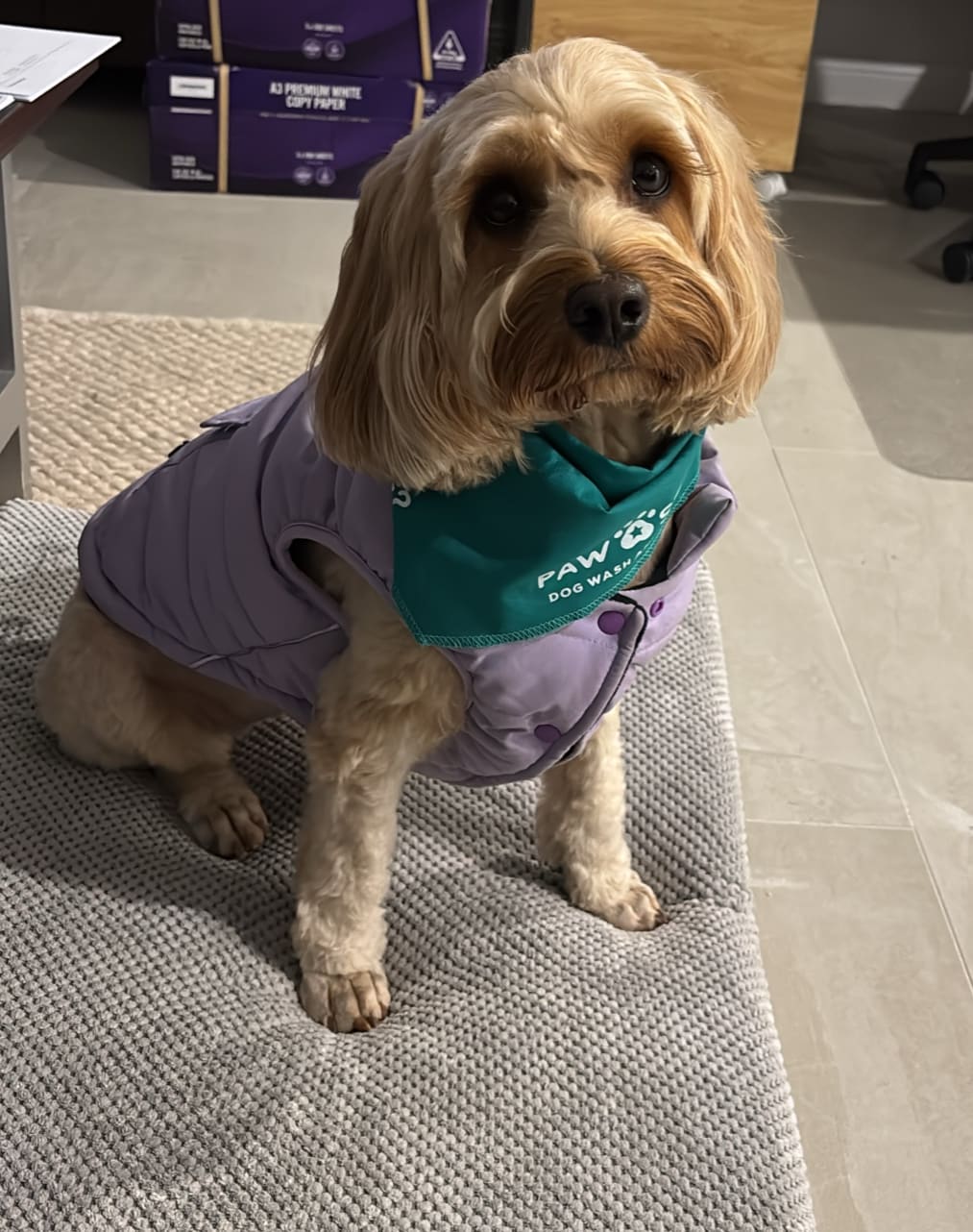 Paw Stars Alexandria — Pet Groomers
