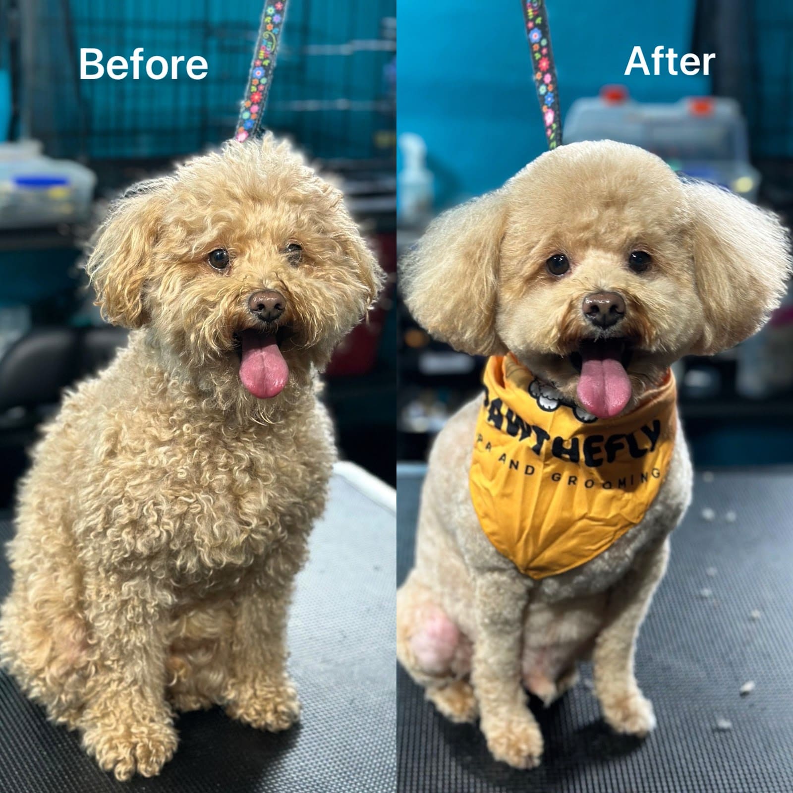 PAWTHEFLY — Pet Groomers