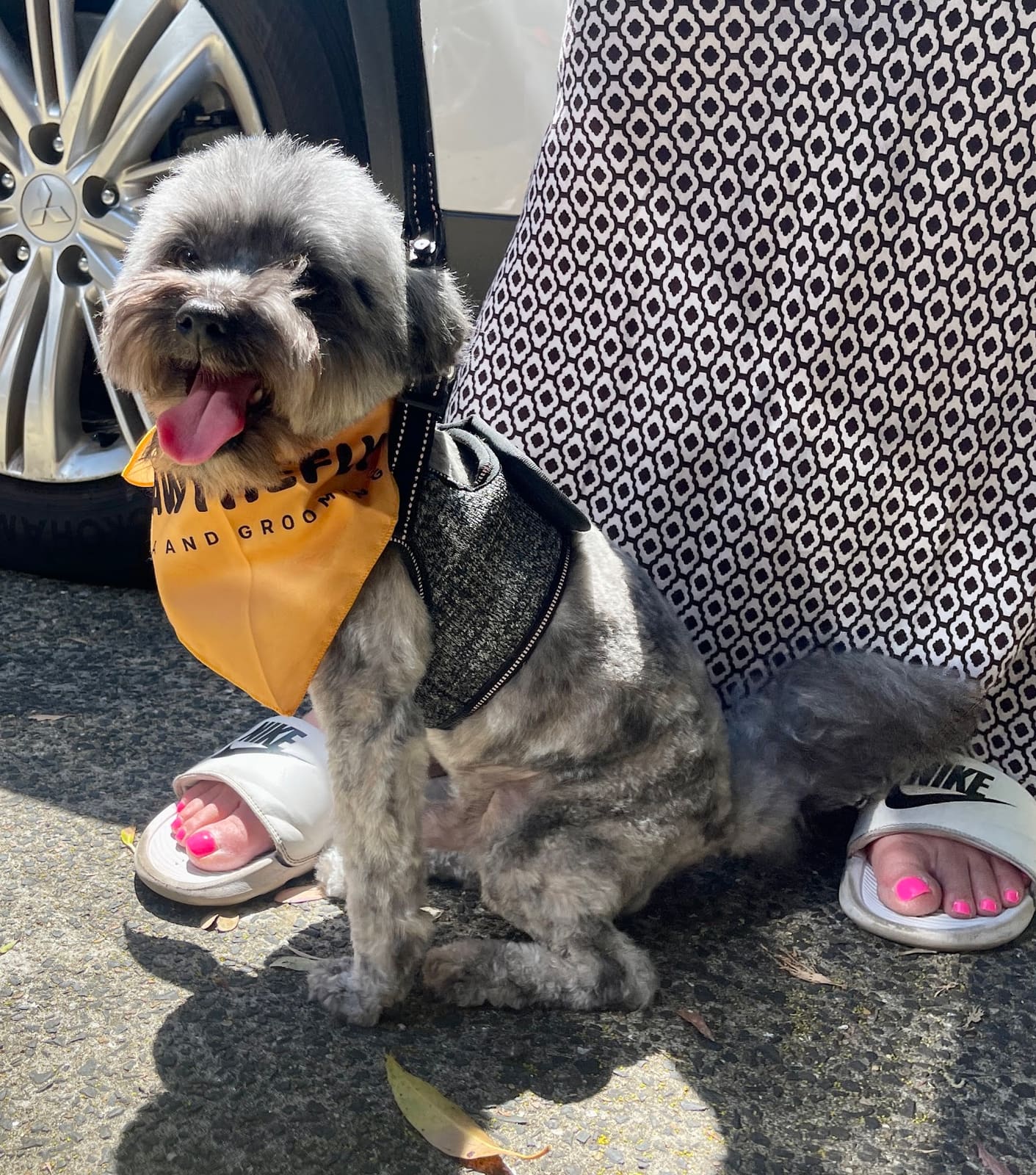 PAWTHEFLY