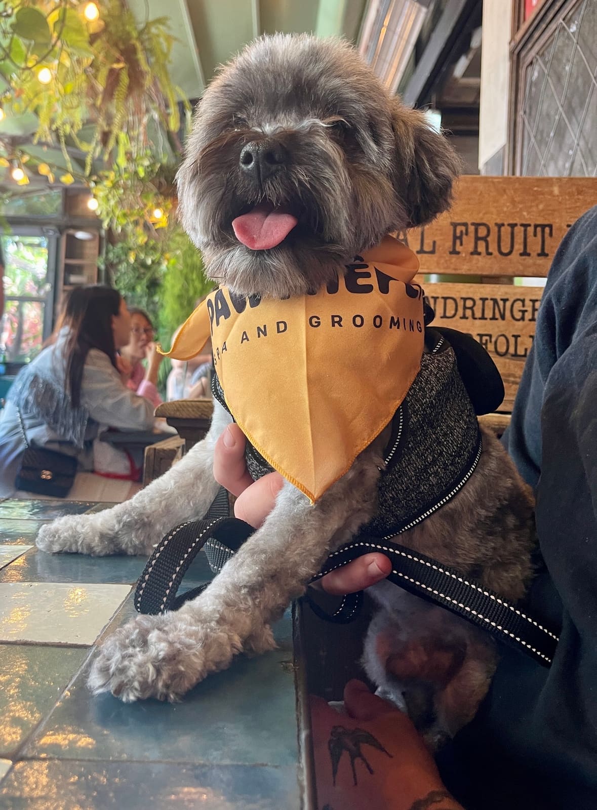 PAWTHEFLY