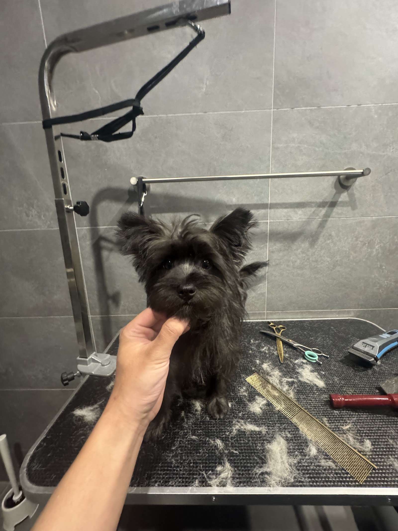 Henry’s Home Pet Grooming