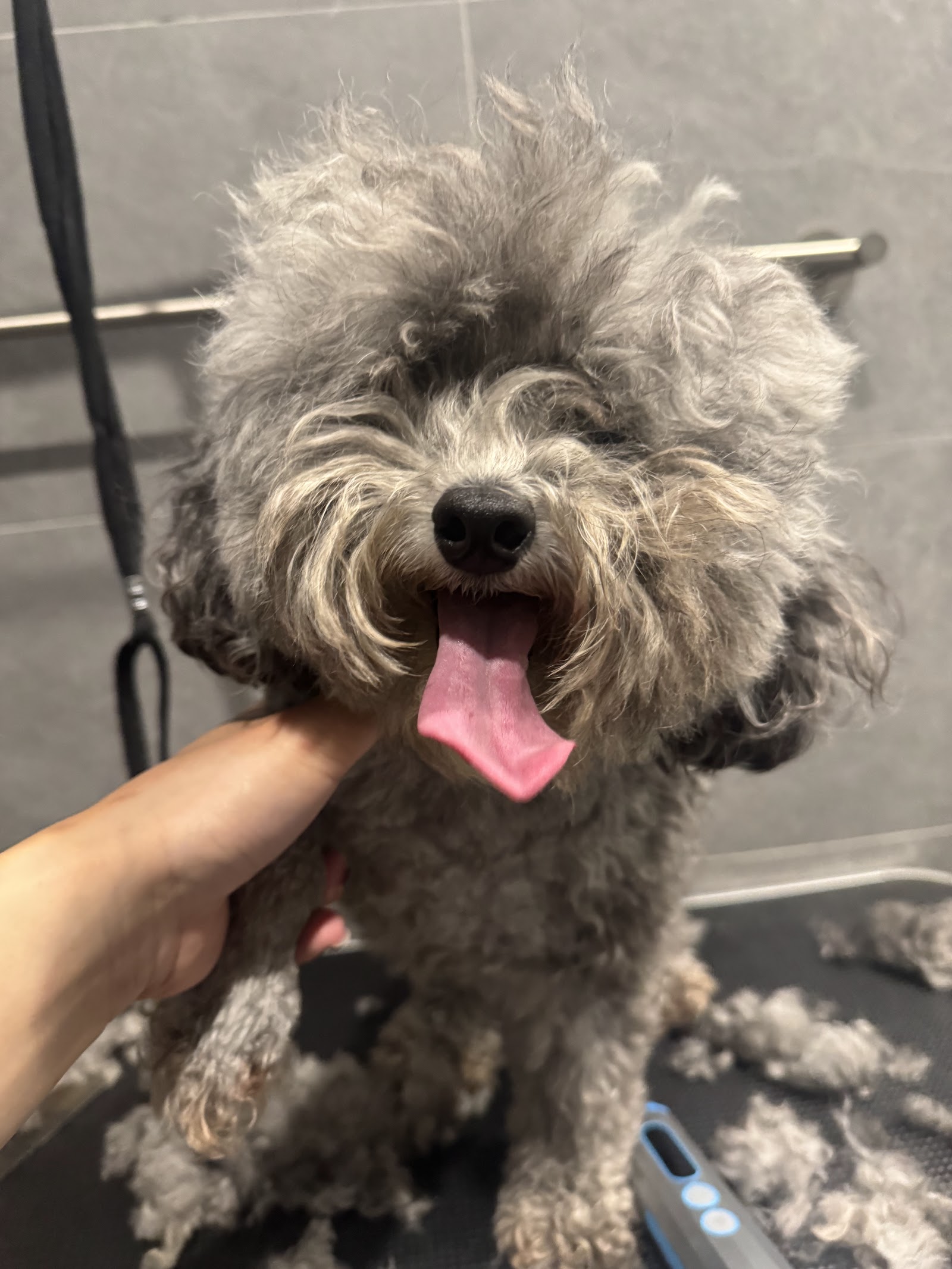 Henry’s Home Pet Grooming