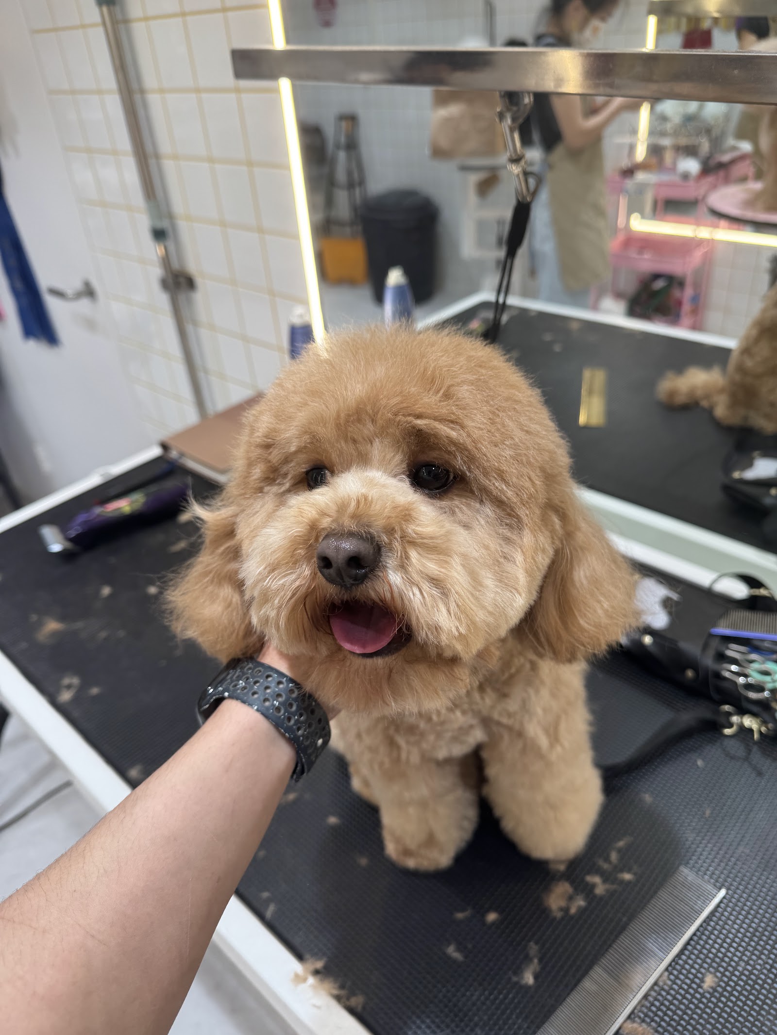 Henry’s Home Pet Grooming