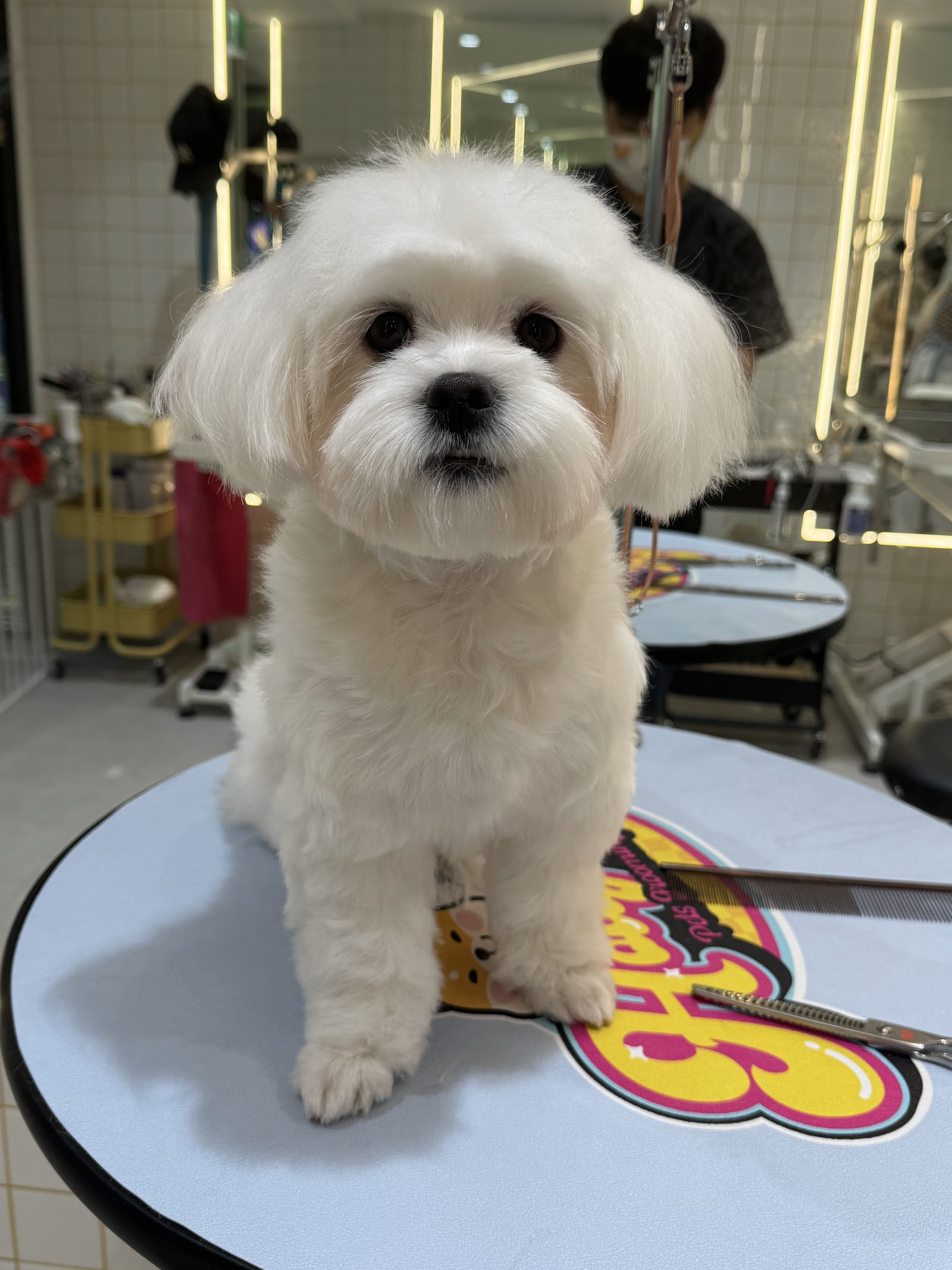 Henry’s Home Pet Grooming