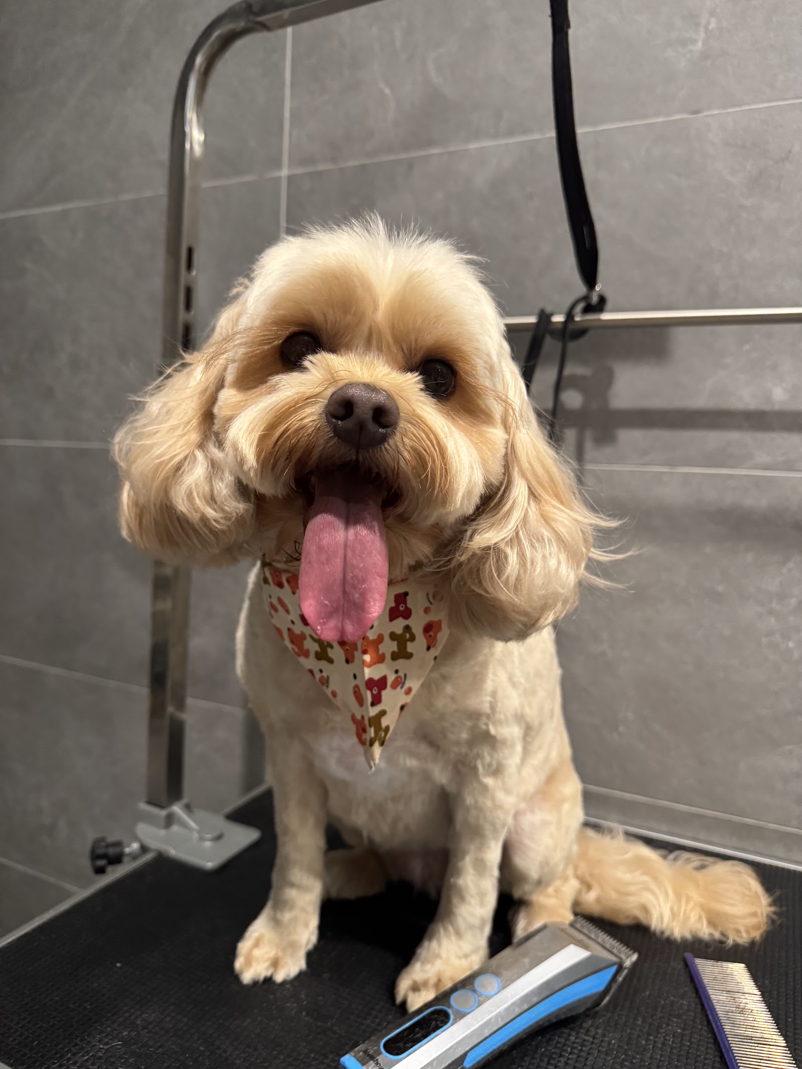 Henry’s Home Pet Grooming — Pet Groomers