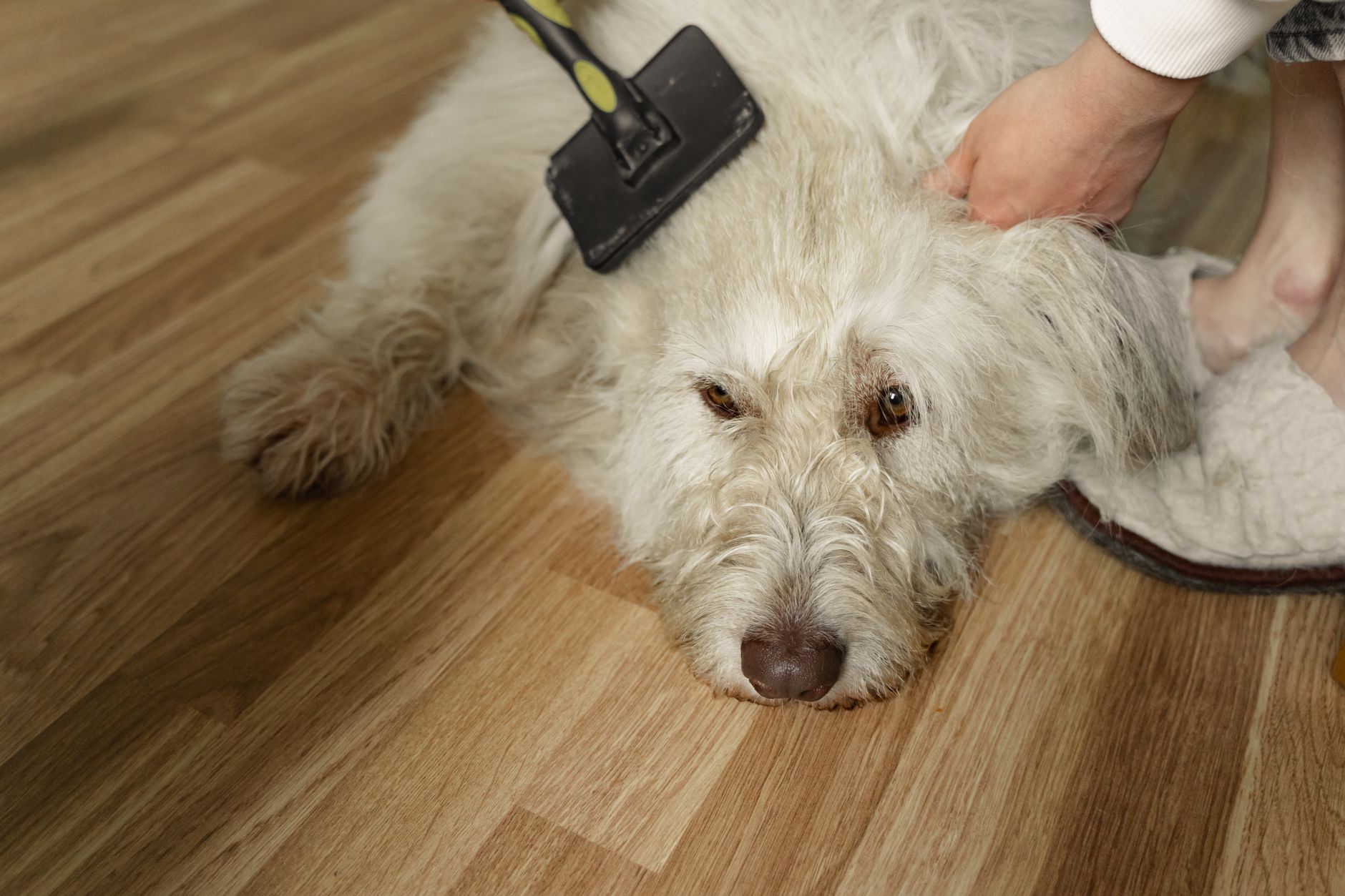 OZ Grooming World