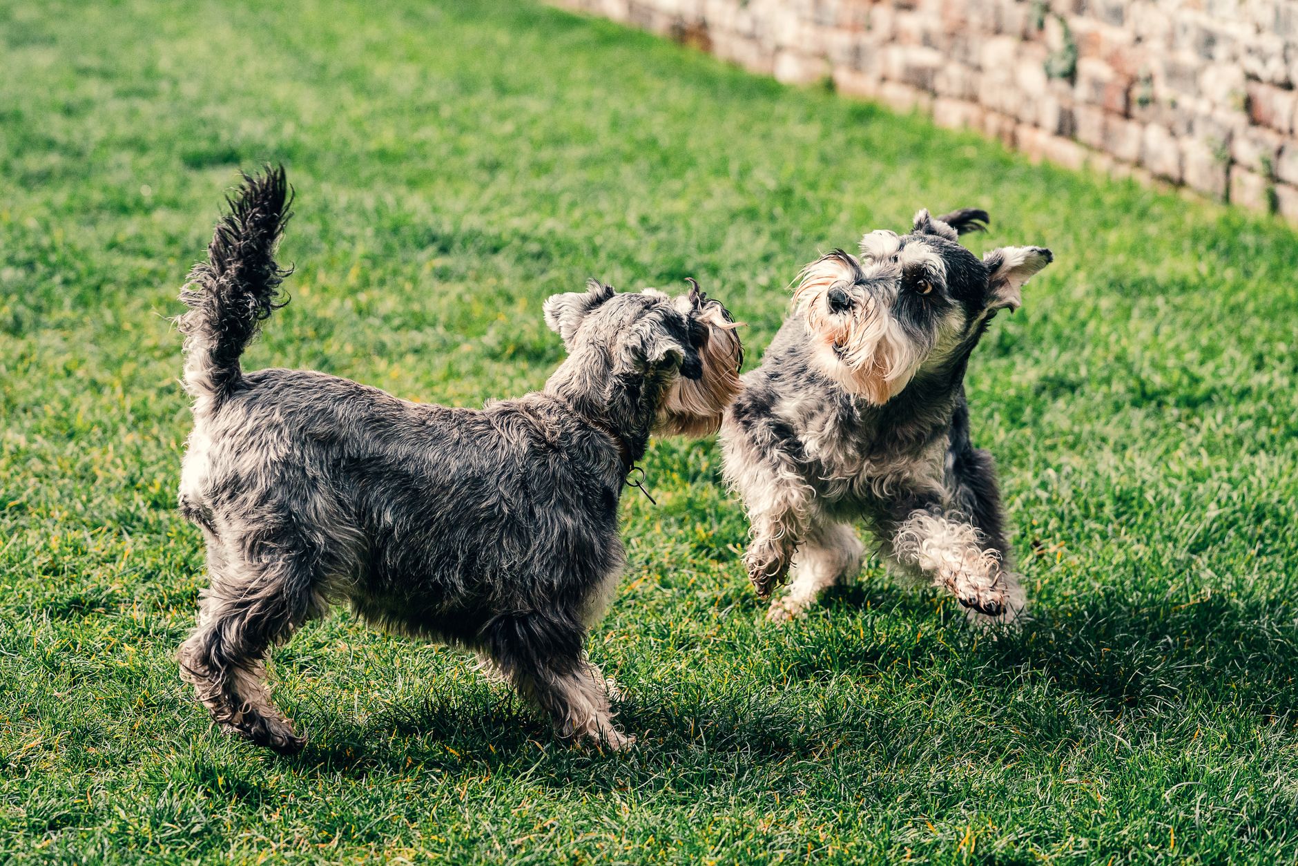 Hanrob Pet Hotels Heathcote