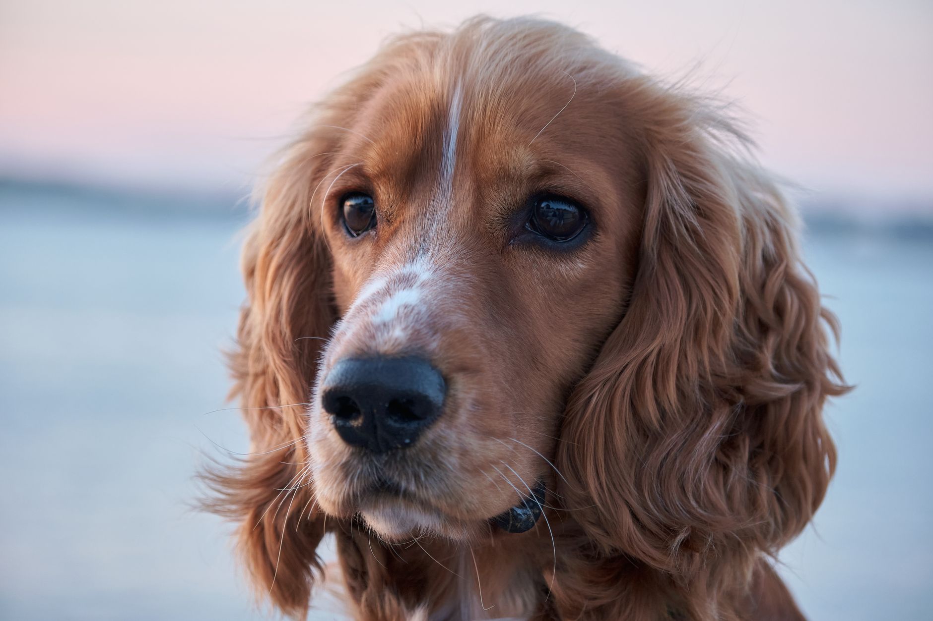 Diamond Dog Wash Grooming & Clipping Salon