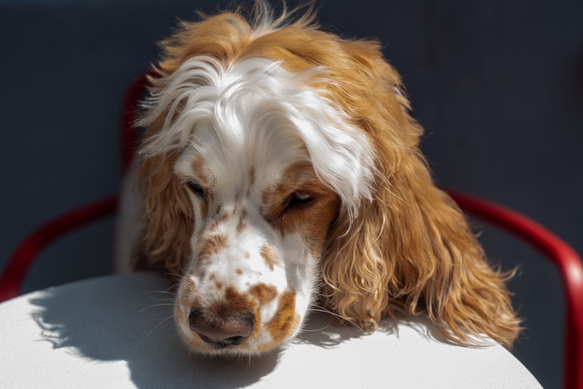 Diamond Dog Wash Grooming & Clipping Salon