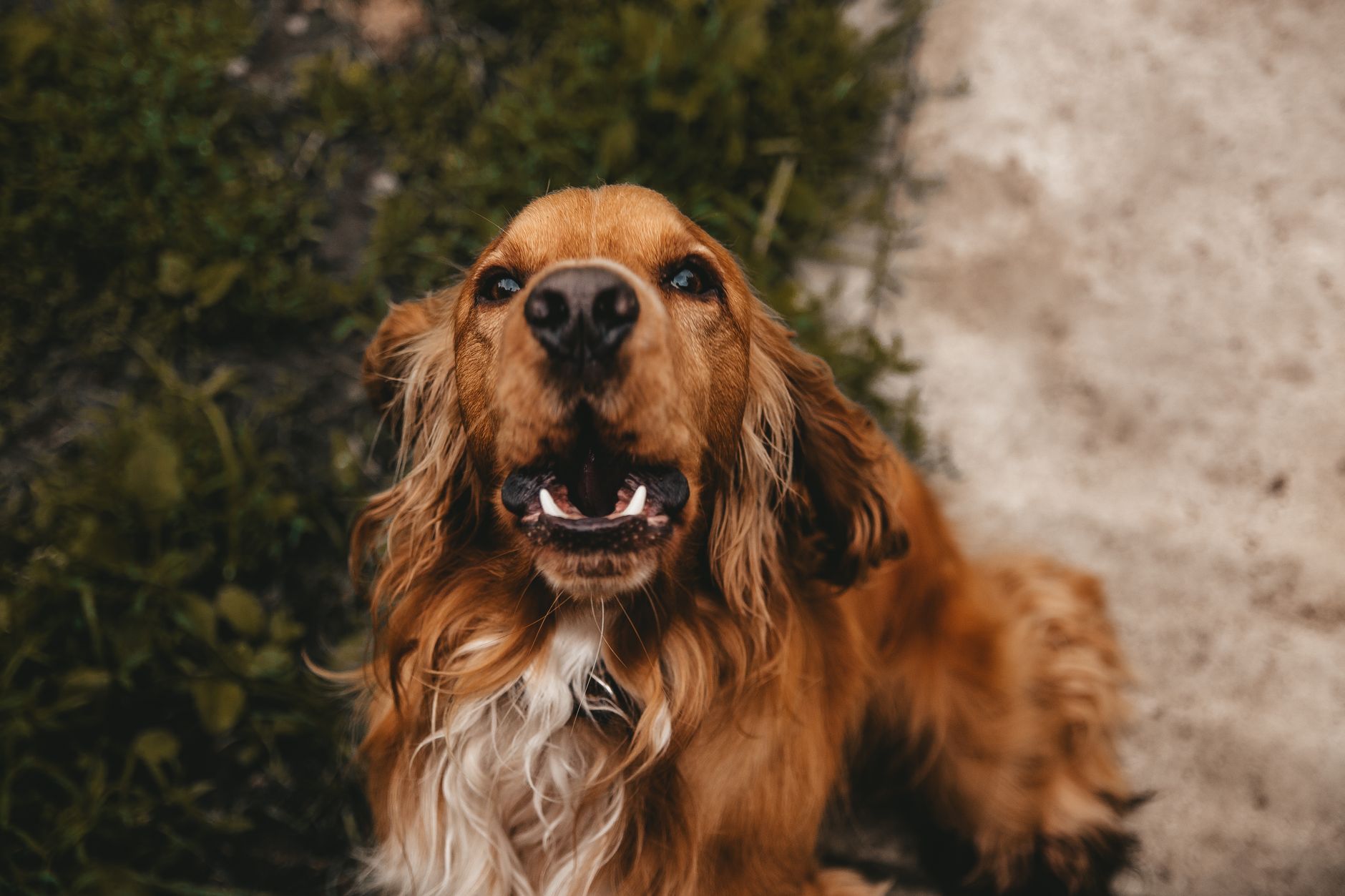 Diamond Dog Wash Grooming & Clipping Salon