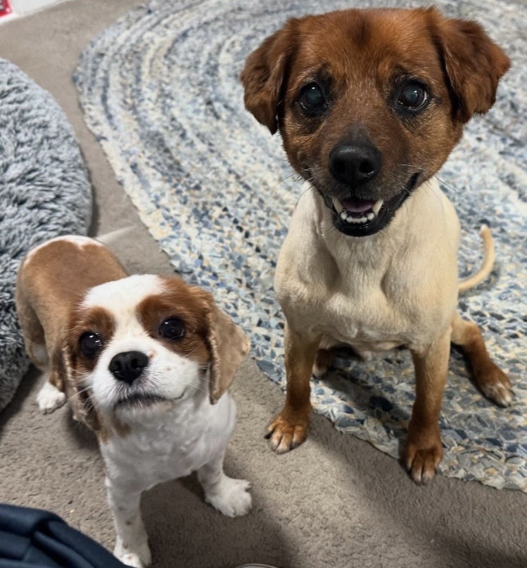Bambi and Brush — Pet Groomers