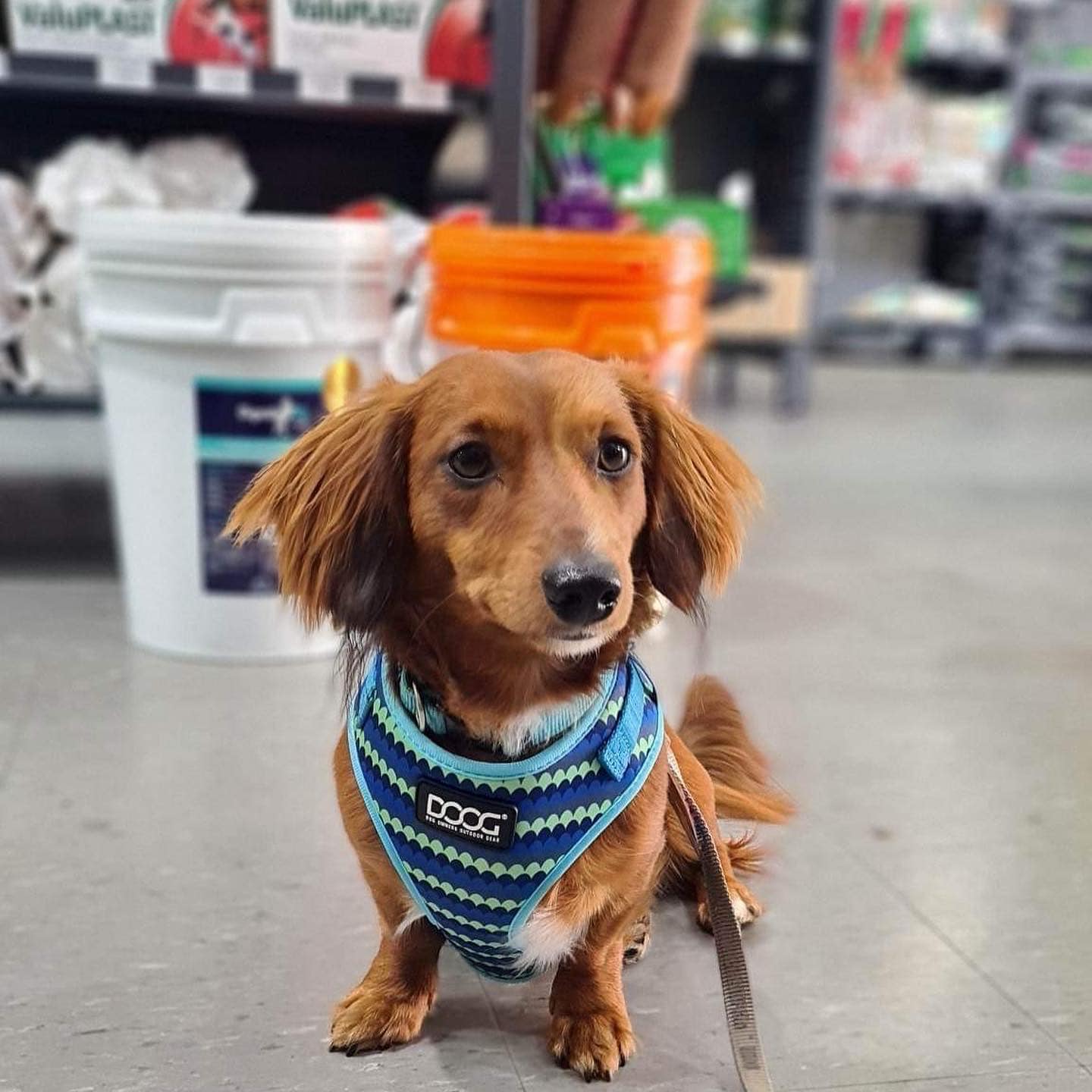 Woonona Petfood & Produce Helensburgh