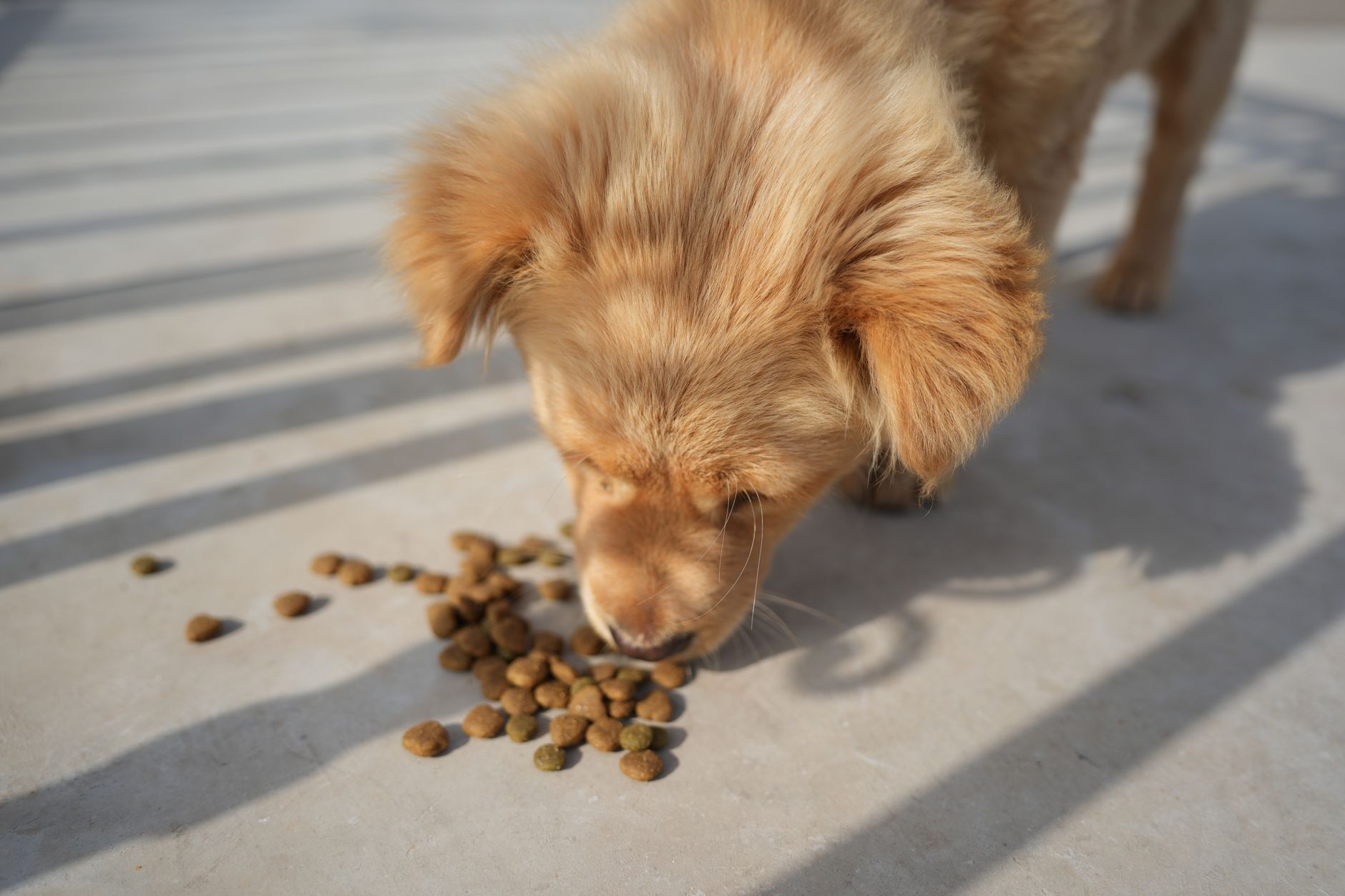 Woonona Petfood & Produce Helensburgh