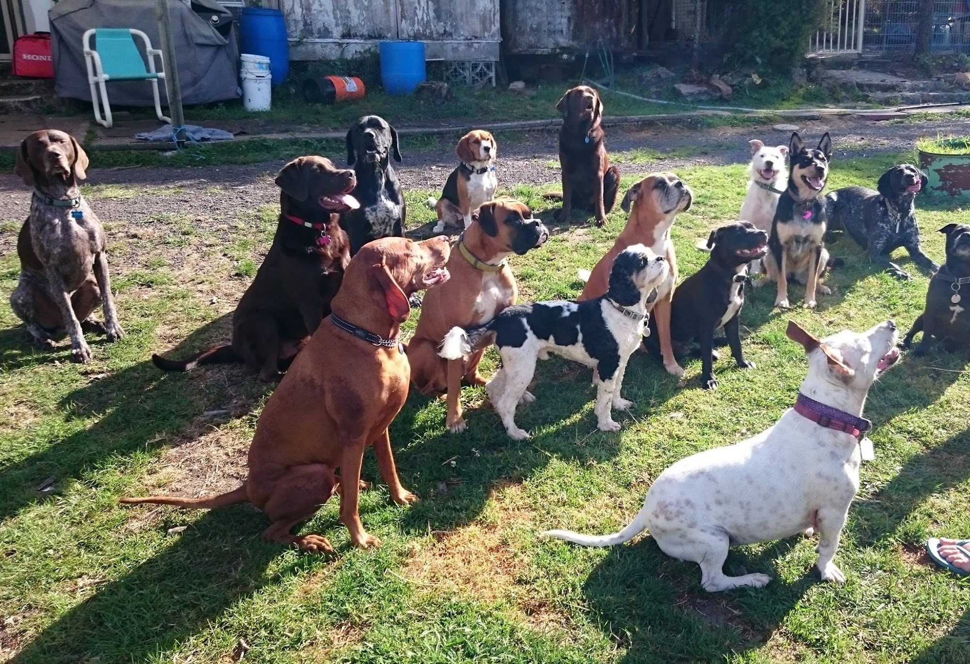 Pete's Happy Pets — Pet Groomers