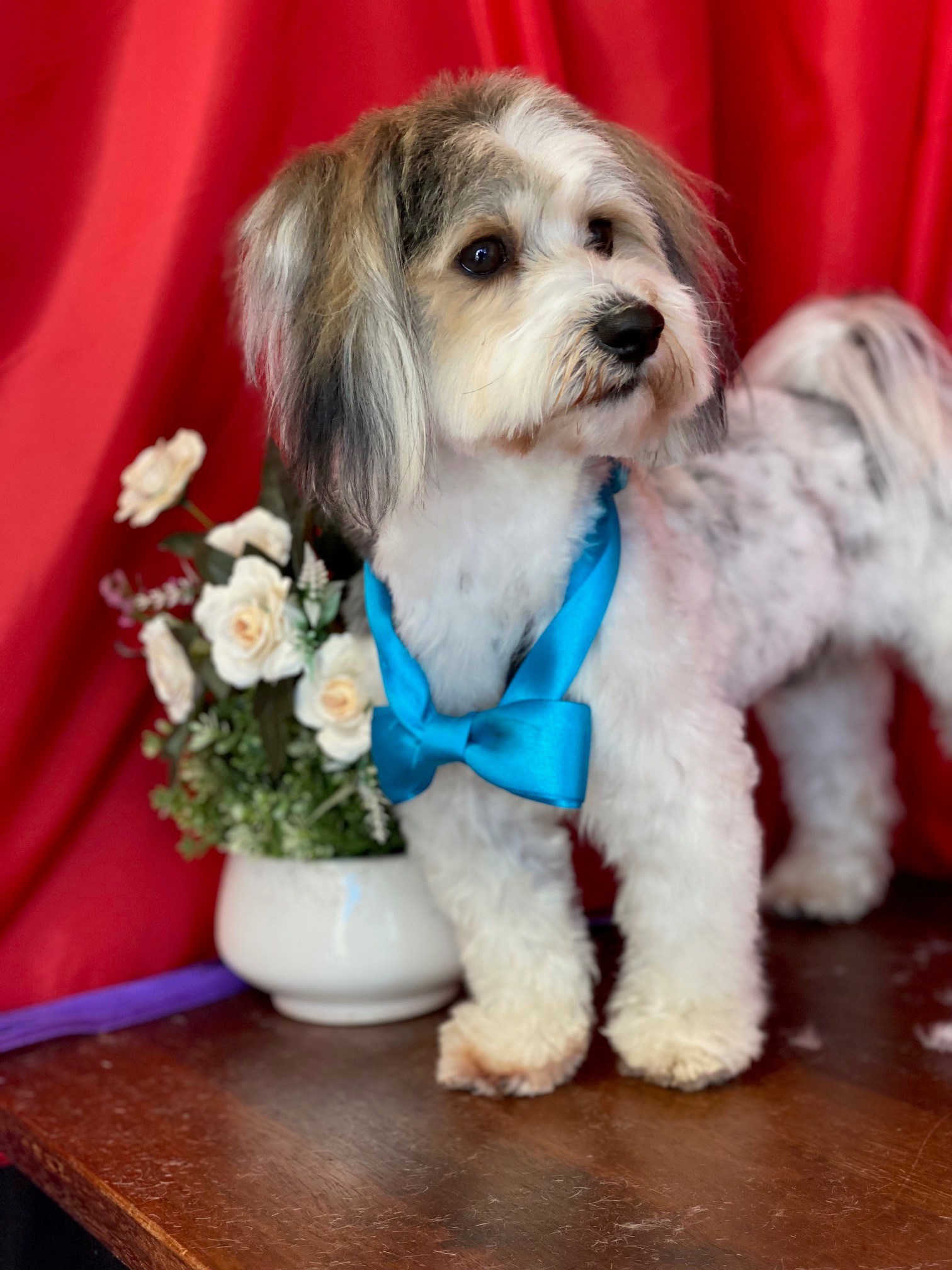 Anna's Dog Grooming — Pet Groomers