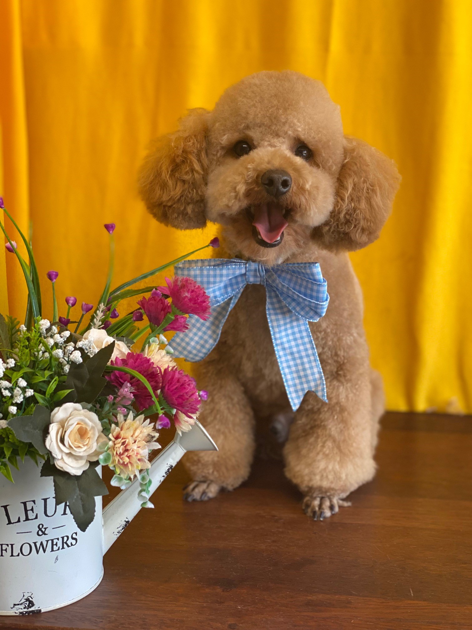 Anna's Dog Grooming