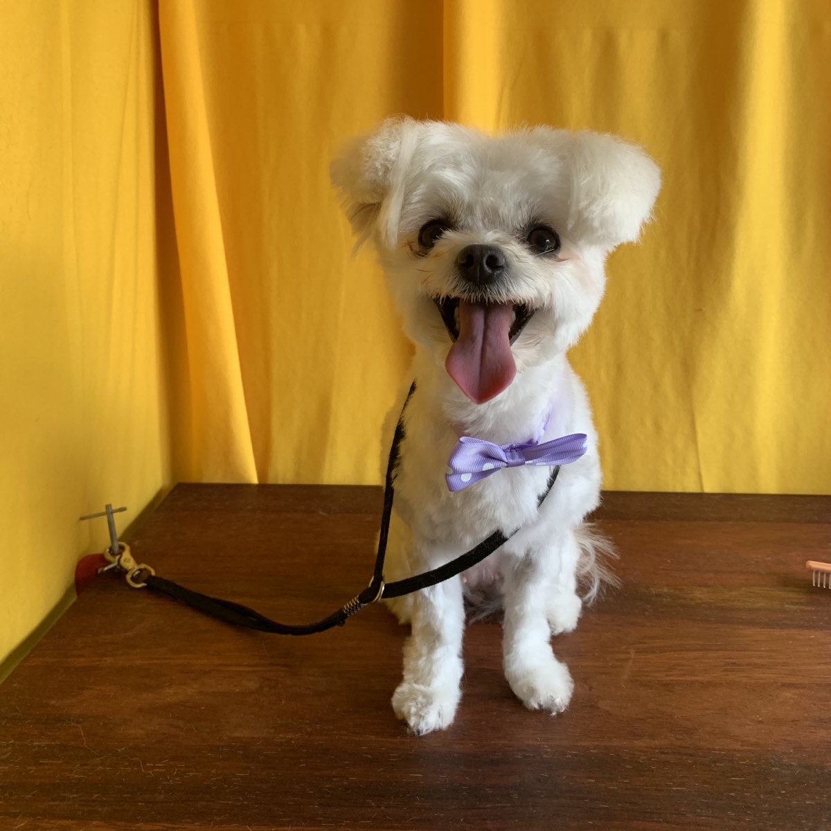 Anna's Dog Grooming