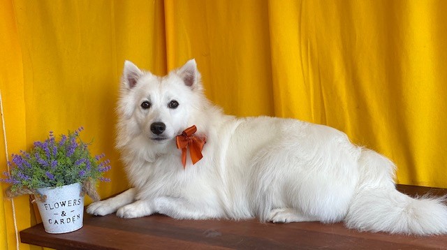 Anna's Dog Grooming