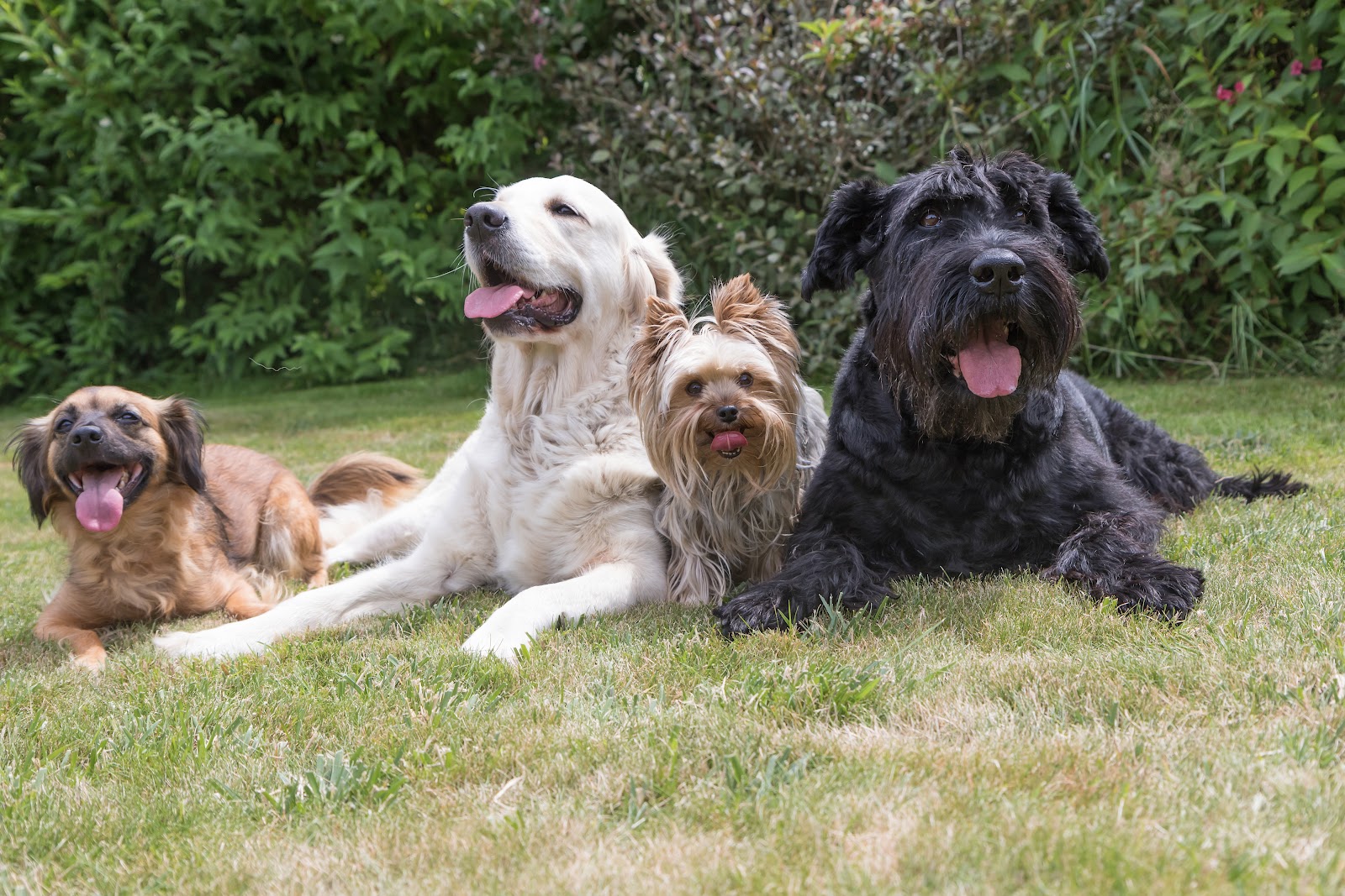 Sydney Dog Training Centre — Pet Groomers