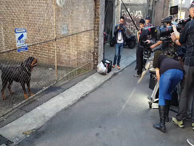 Sydney Dog Training Centre