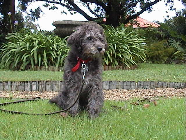 Sydney Dog Training Centre