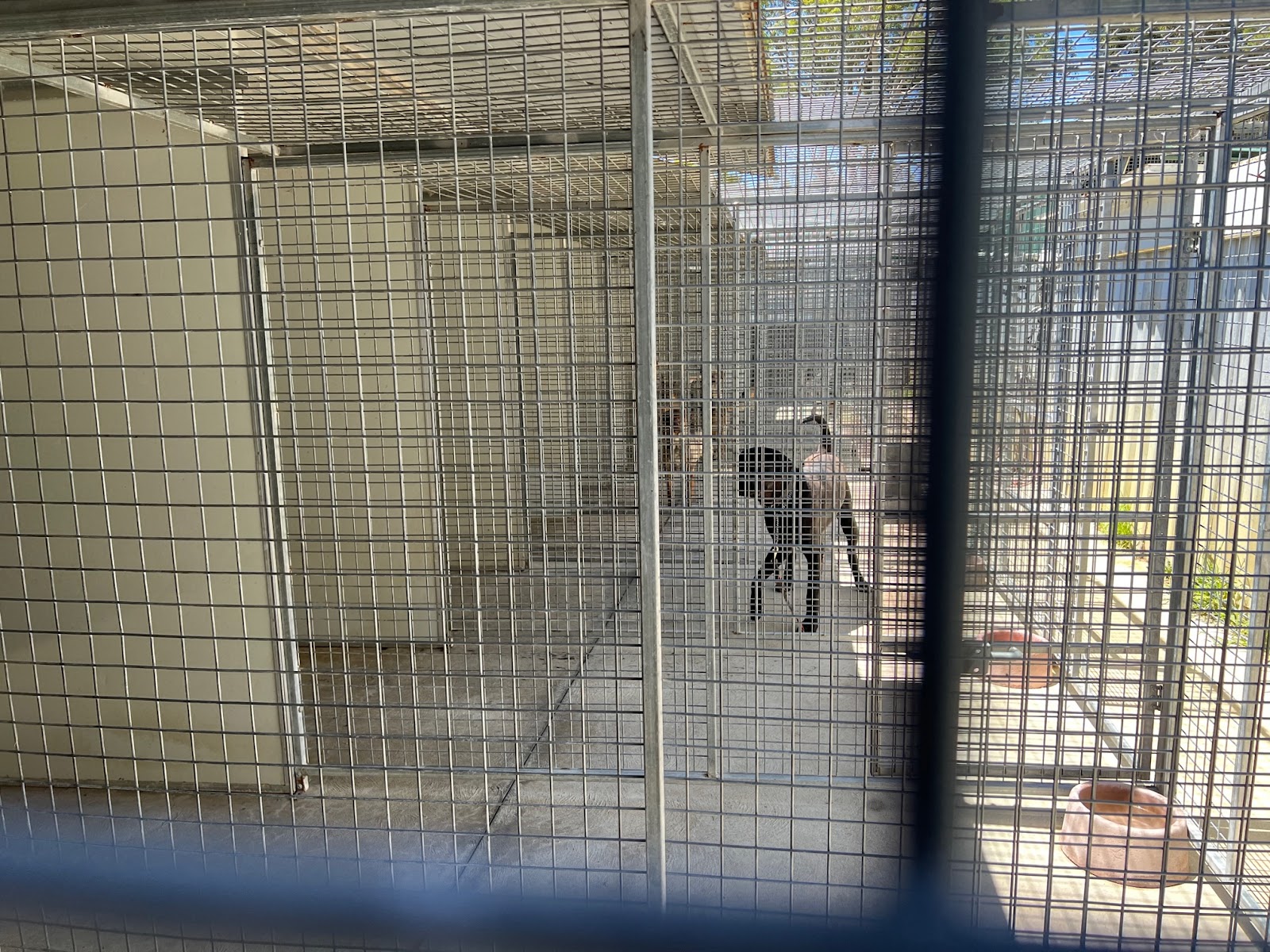 Sydney Dog Training Centre