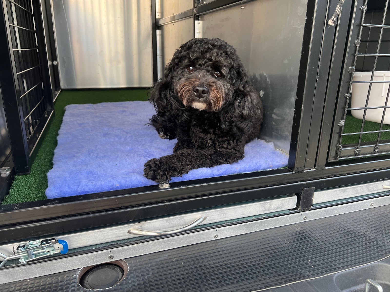 Sydney Dog Training Centre