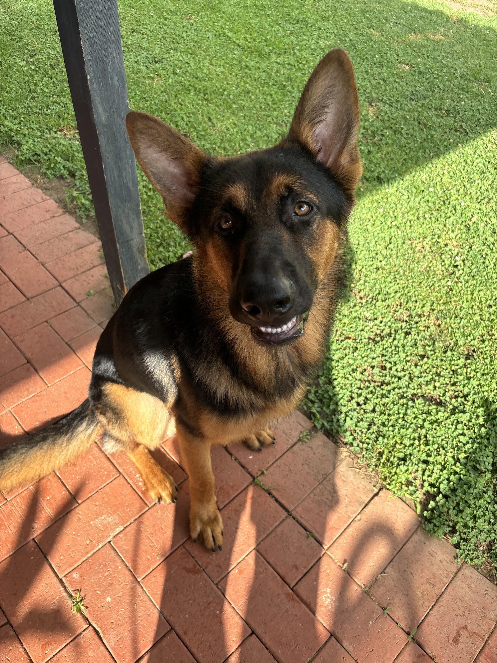 Sydney Dog Training Centre